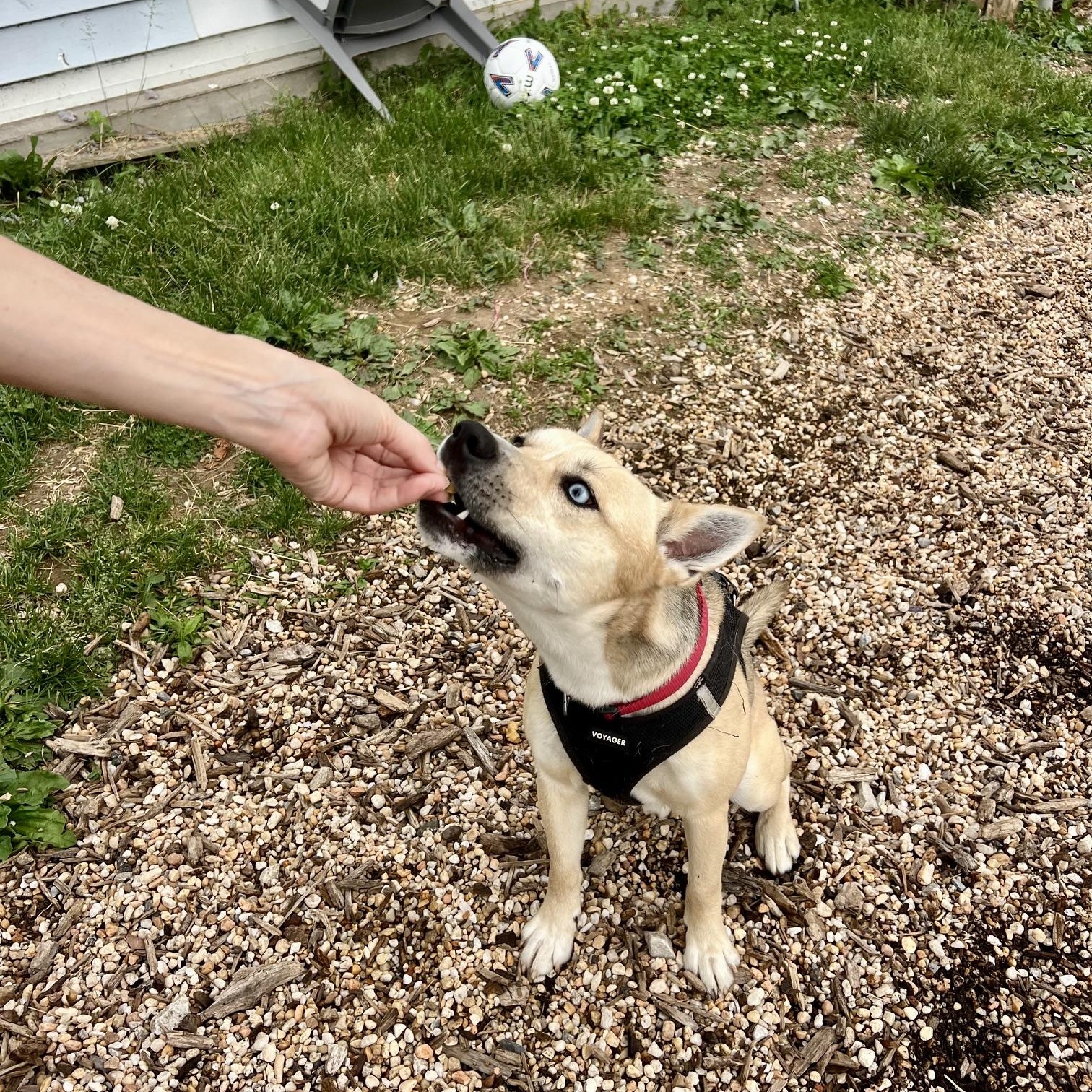 Enlarge Azure, a ADOPTABLE mixed breed in Ellicott City, MD image 3/5