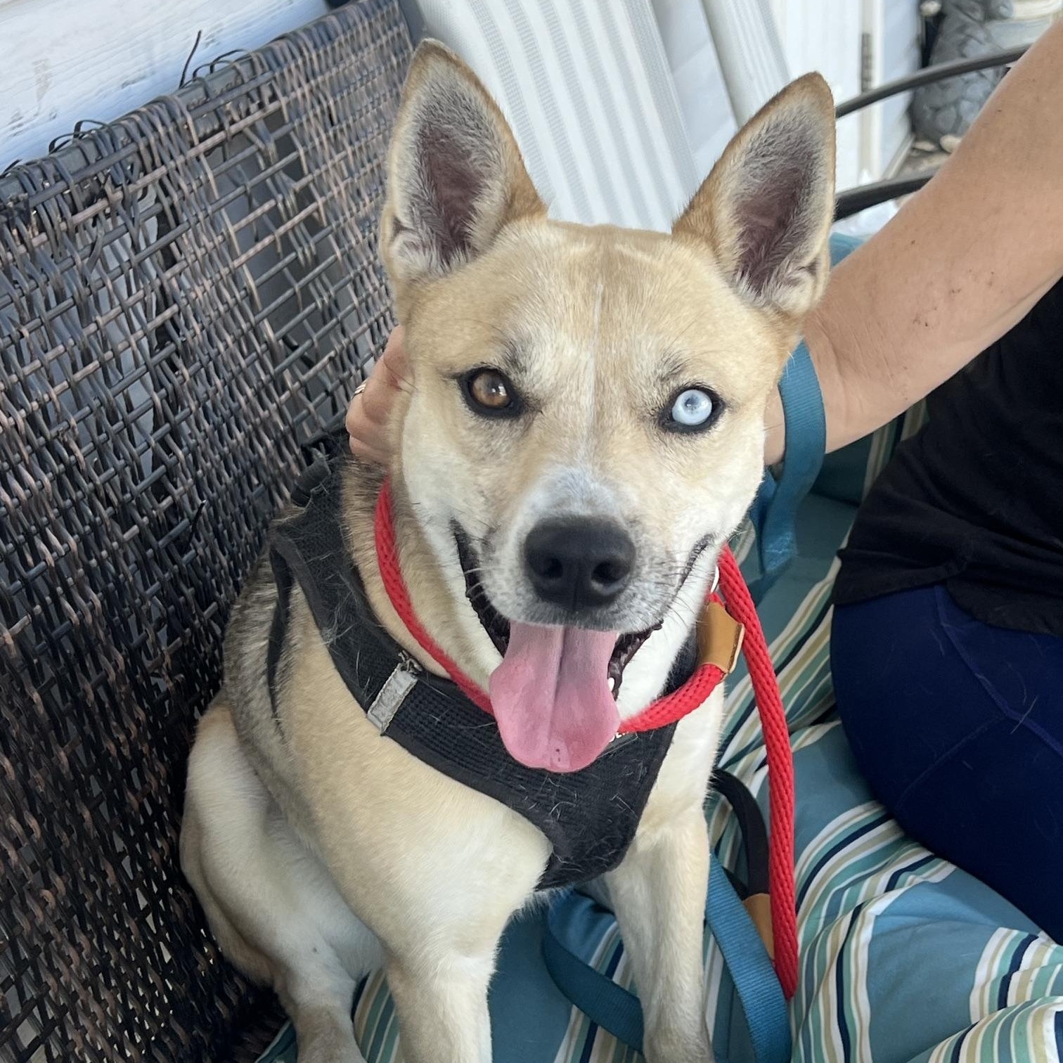 Azure, ADOPTABLE, Adult Male Husky.