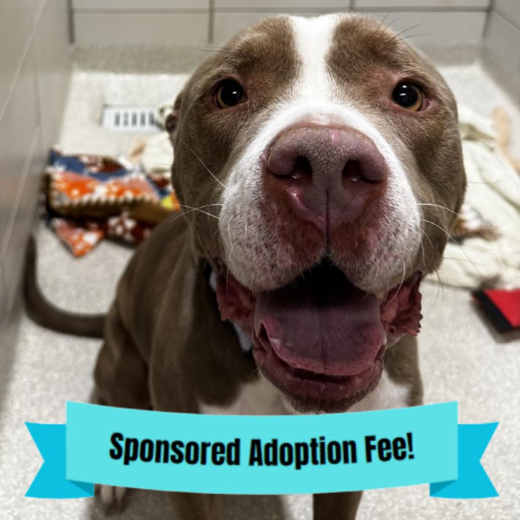 Enlarge Summer, a Adoptable Pit Bull Terrier in Novelty, OH image 1/2