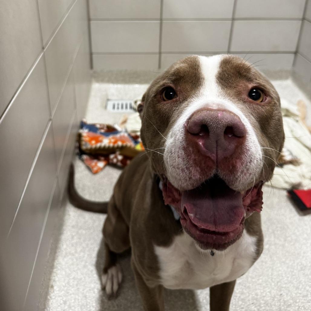 Enlarge Summer, a Adoptable Pit Bull Terrier in Novelty, OH image 2/2