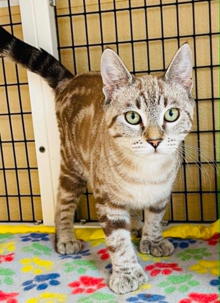 Grace, Adoptable, Kitten Female Domestic Medium Hair.