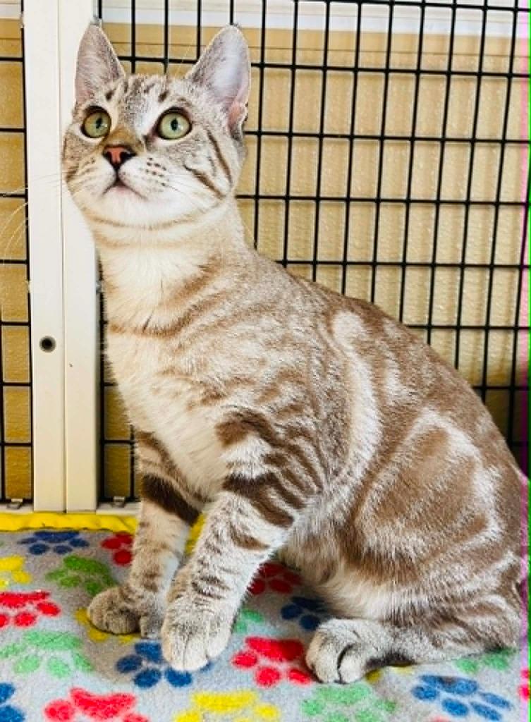 Grace, a Adoptable mixed breed in Green River, WY image 2/3