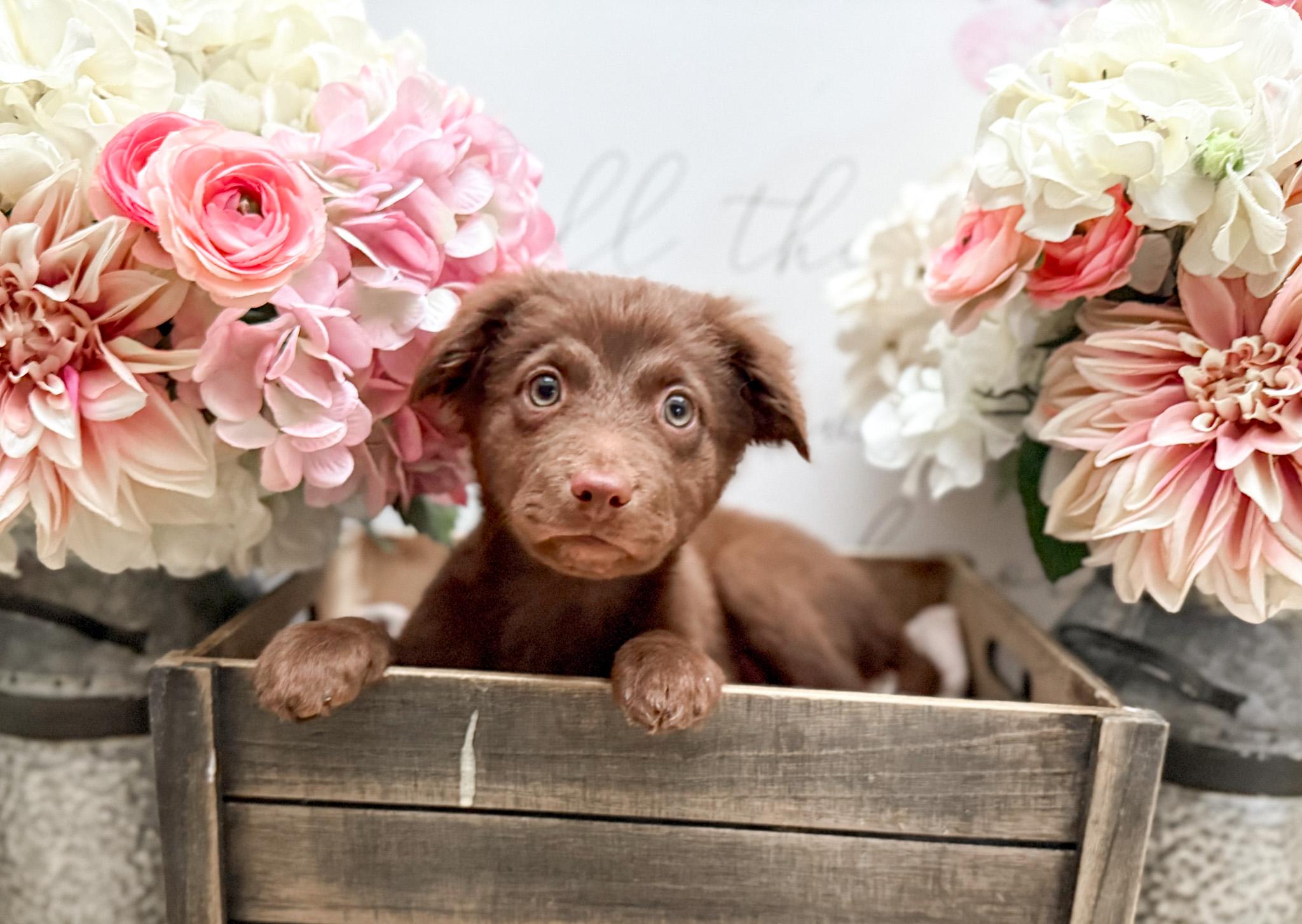Enlarge Cocoa, a Adoptable mixed breed in Newberg, OR image 1/4