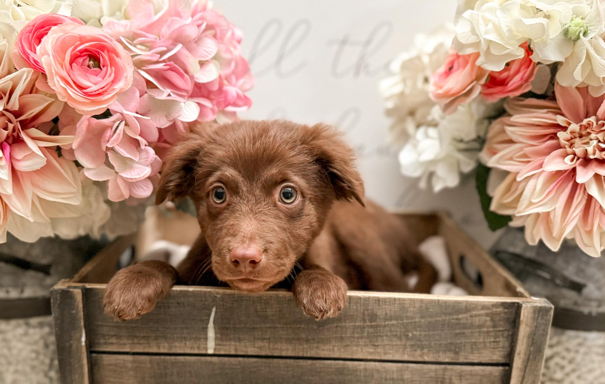Enlarge Cocoa, a Adoptable mixed breed in Newberg, OR image 3/4
