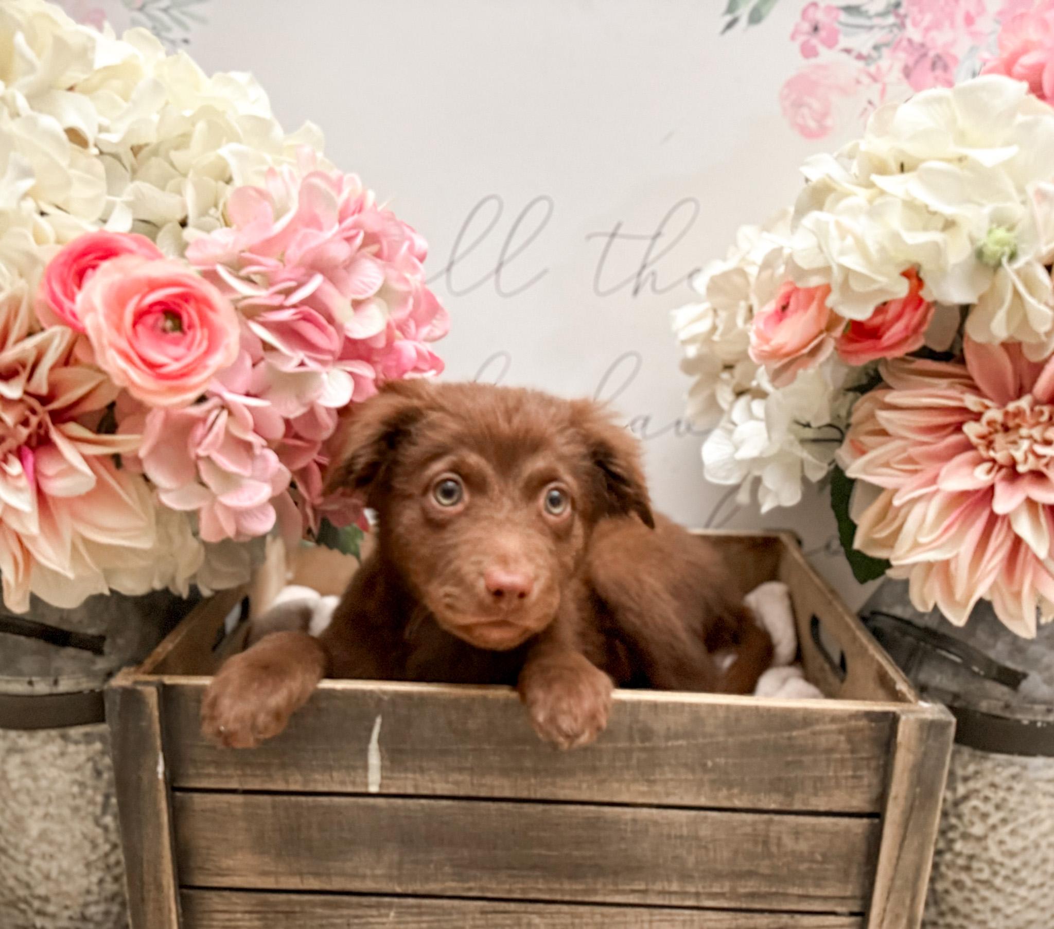Enlarge Cocoa, a Adoptable mixed breed in Newberg, OR image 4/4