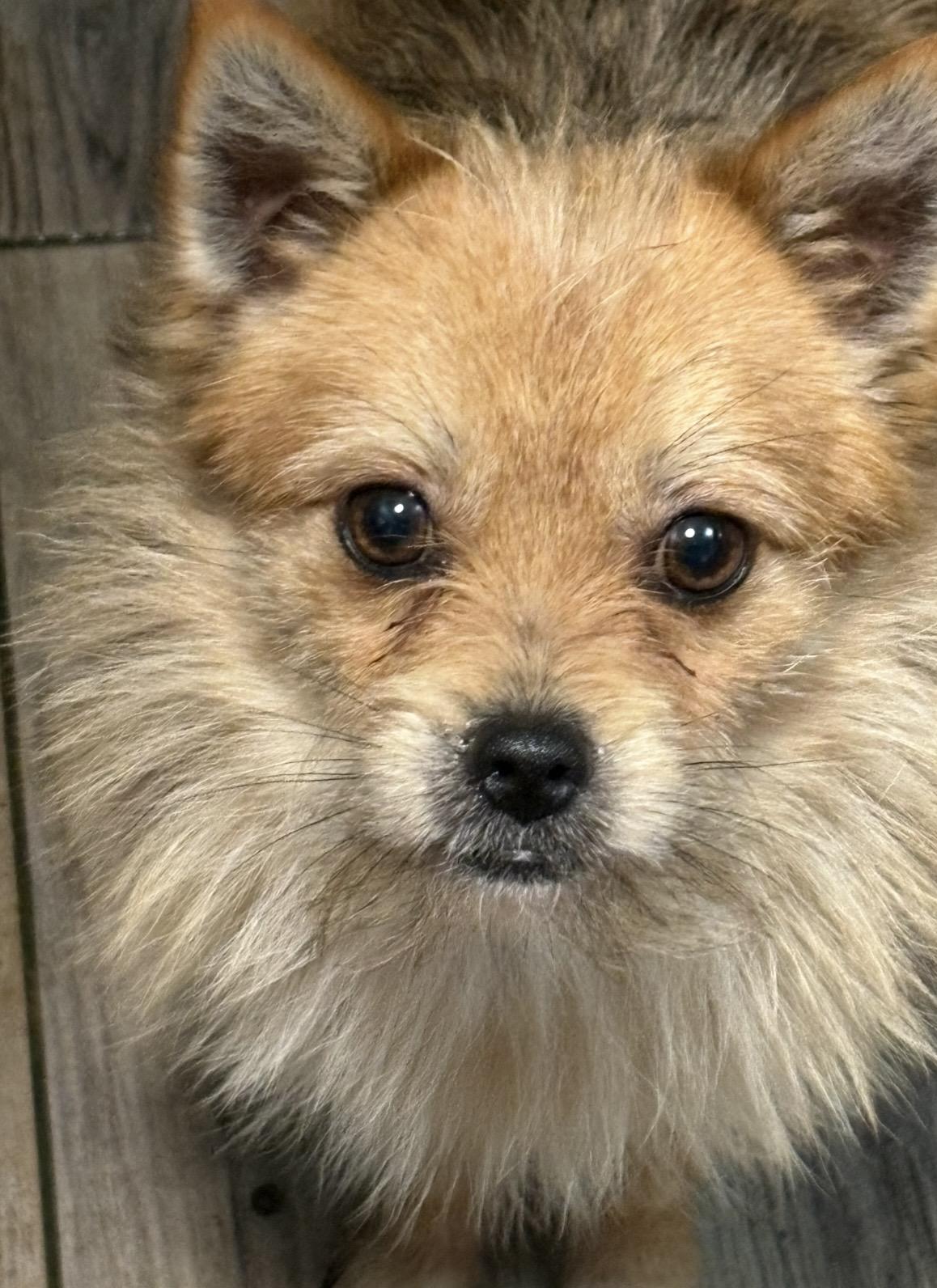 Enlarge Happy, a ADOPTABLE mixed breed in Yuba City, CA image 2/3