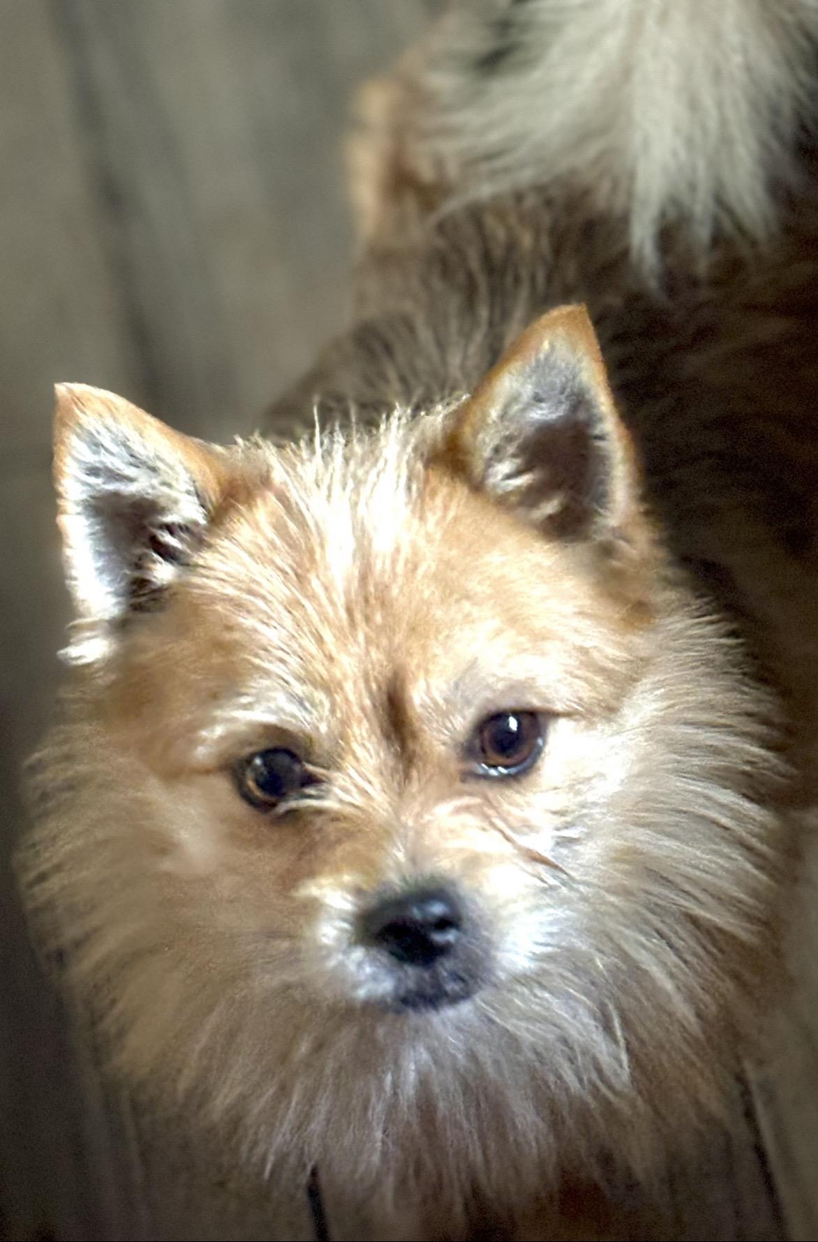 Enlarge Happy, a ADOPTABLE mixed breed in Yuba City, CA image 3/3