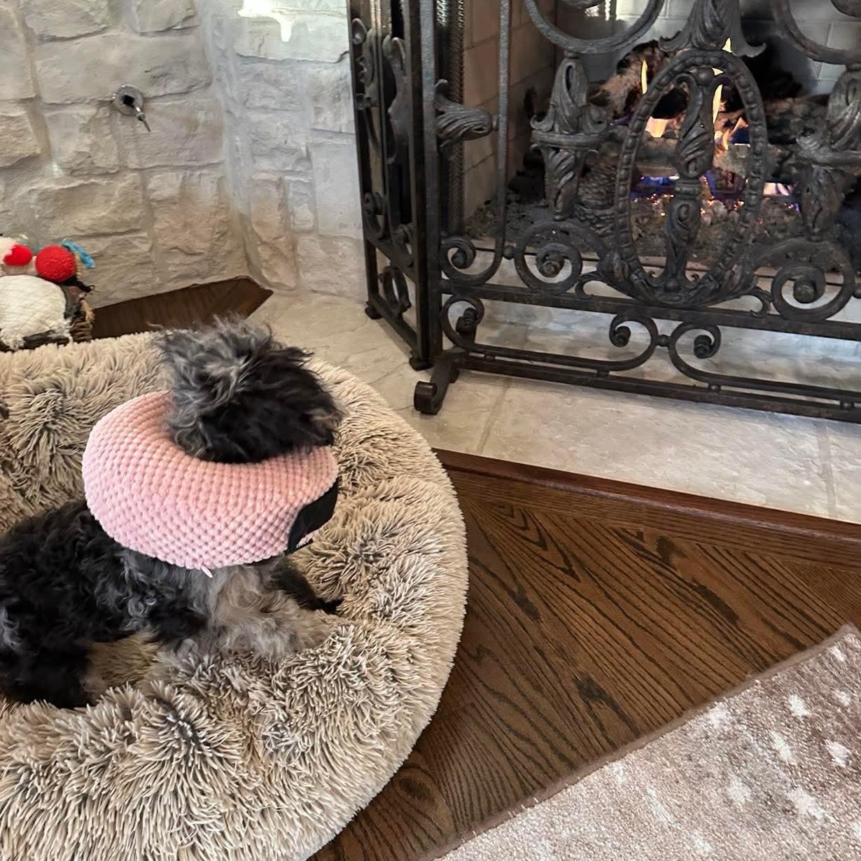 Bonbon , an adopted mixed breed in Baytown, TX image 4/6