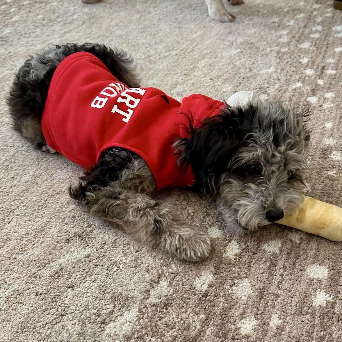 Bonbon , an adopted mixed breed in Baytown, TX image 6/6