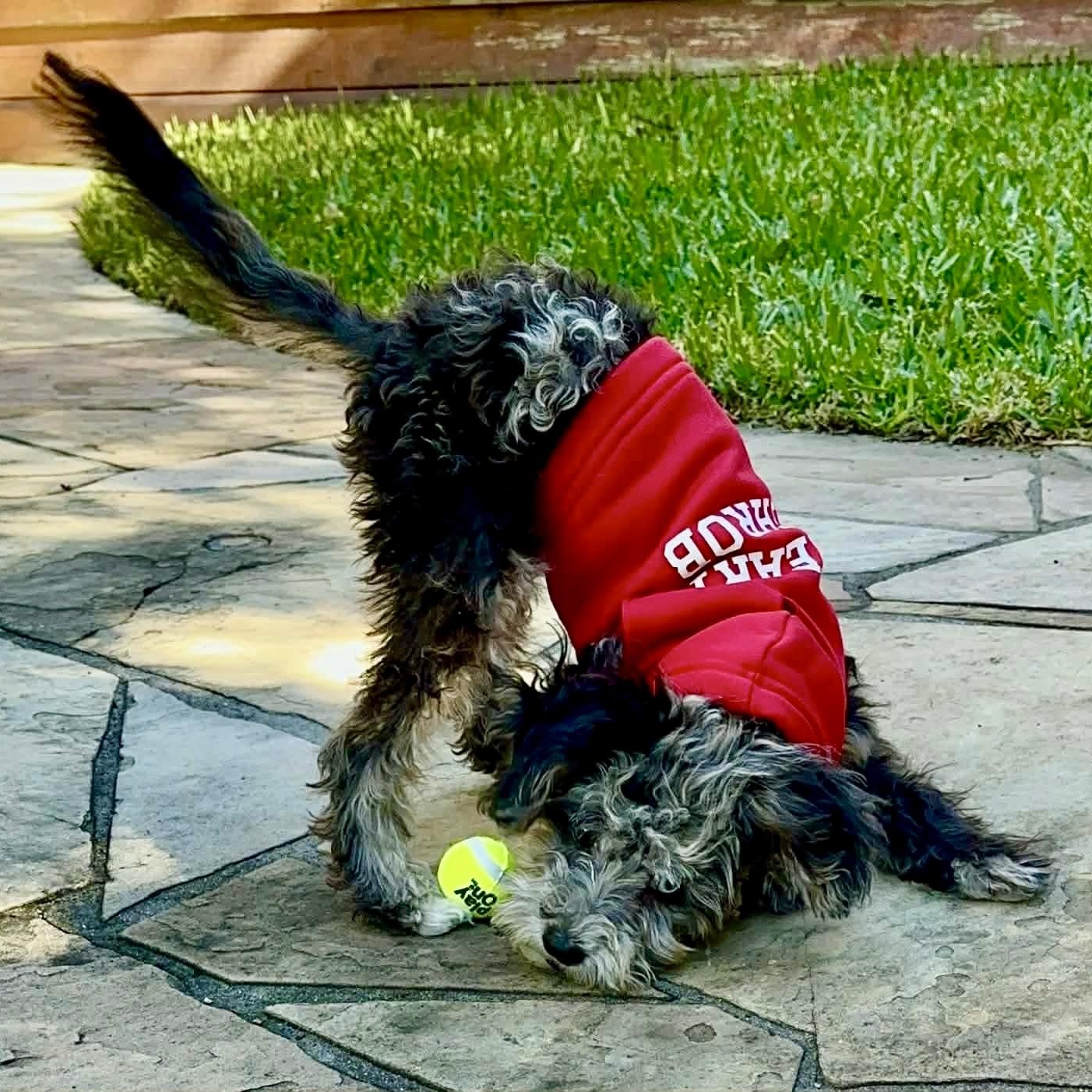Bonbon , an adopted mixed breed in Baytown, TX image 2/6
