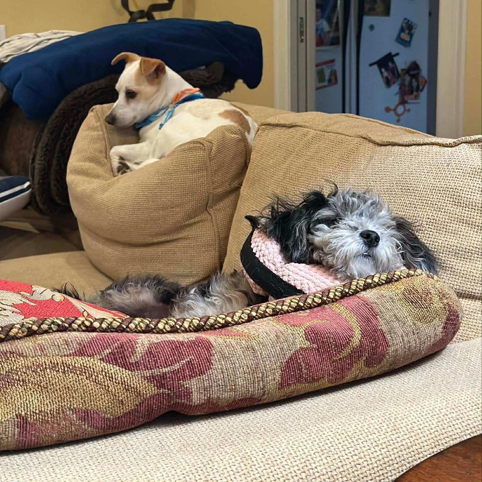 Bonbon , an adopted mixed breed in Baytown, TX image 3/6