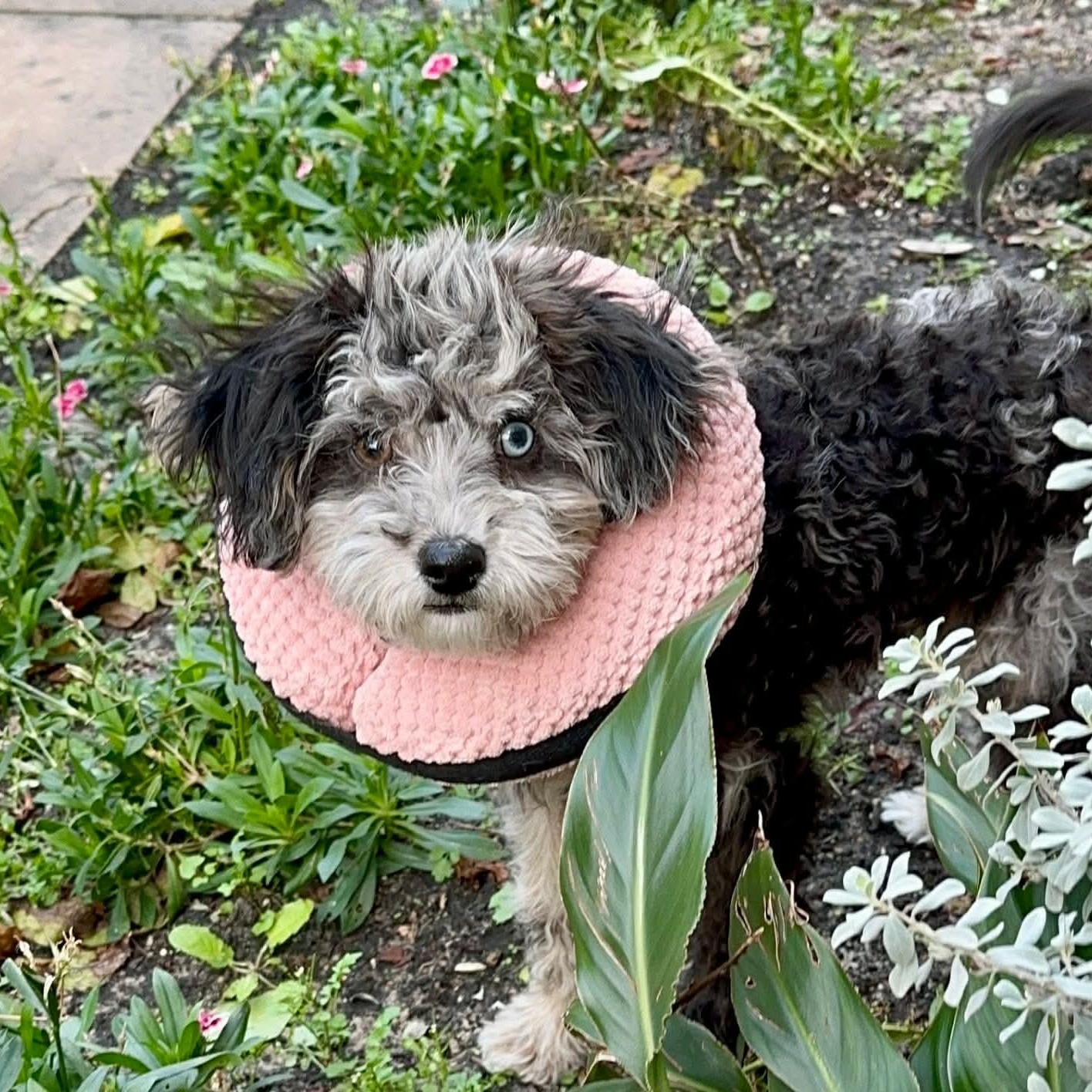 Bonbon , adopted, Puppy Female Miniature Poodle & Australian Shepherd.