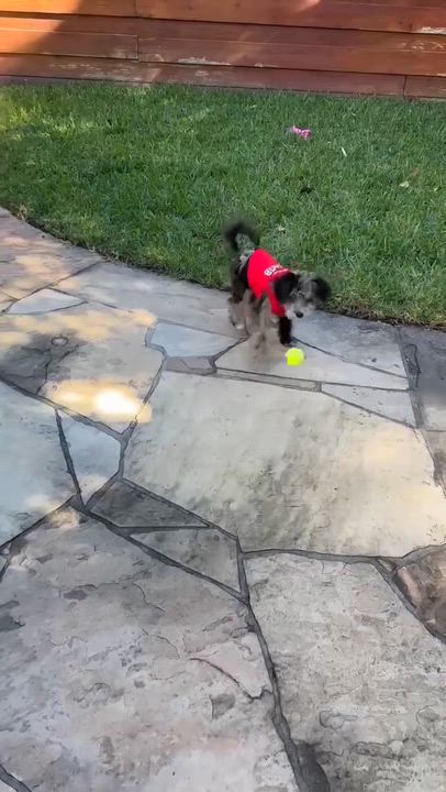 Enlarge Bonbon , an adopted mixed breed in Baytown, TX video 5/6