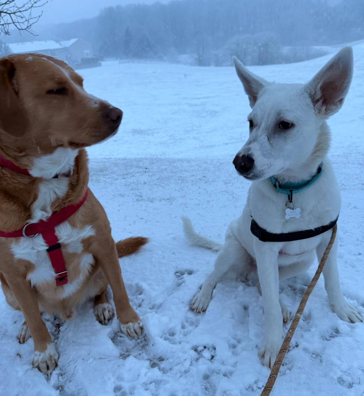 Enlarge Francis, a ADOPTABLE mixed breed in Columbia, MD image 5/6