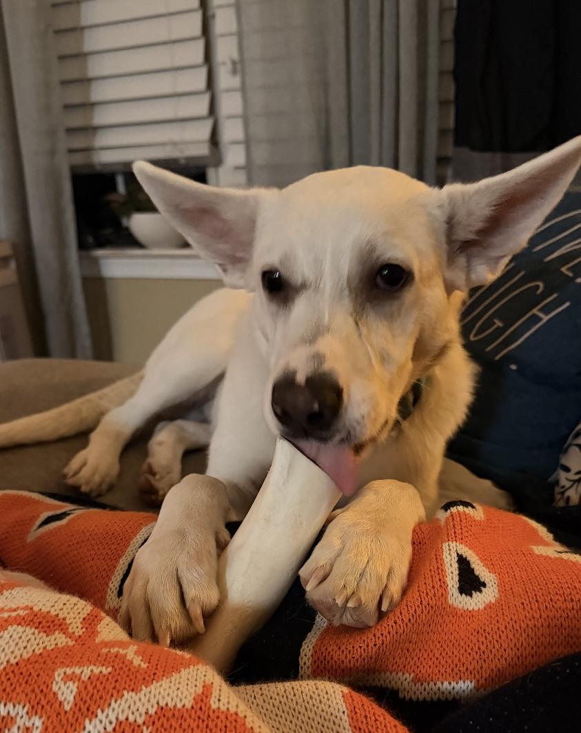 Enlarge Francis, a ADOPTABLE mixed breed in Columbia, MD image 3/6