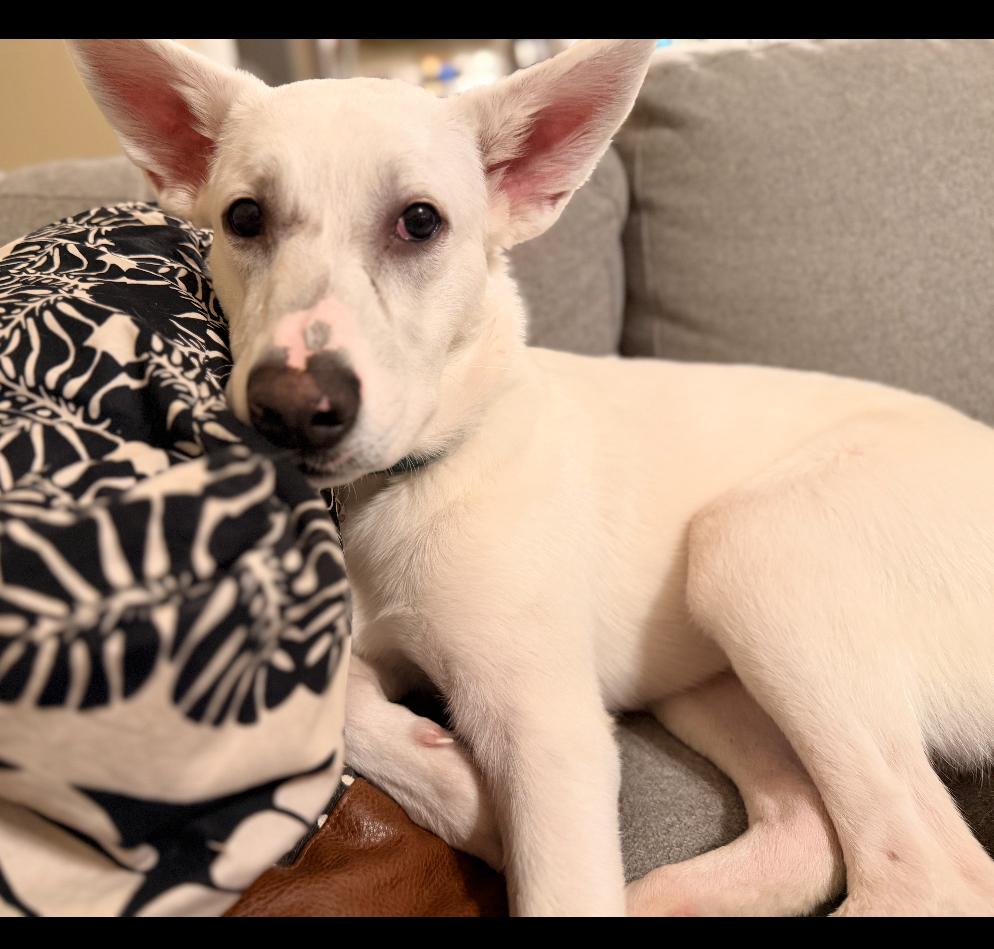 Enlarge Francis, a ADOPTABLE mixed breed in Columbia, MD image 1/6