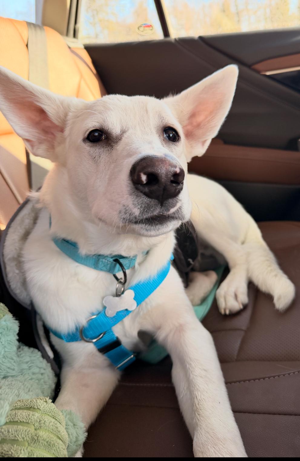 Enlarge Francis, a ADOPTABLE mixed breed in Columbia, MD image 4/6