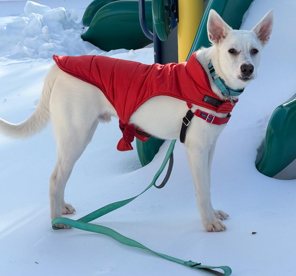 Enlarge Francis, a ADOPTABLE mixed breed in Columbia, MD image 6/6
