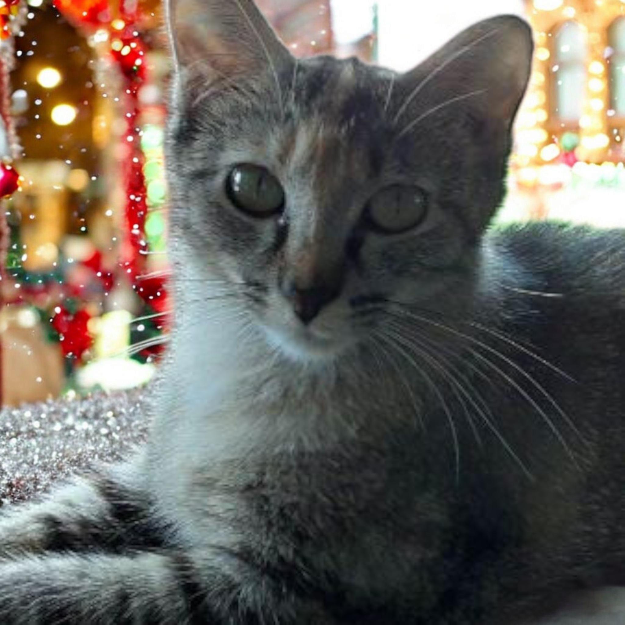 Enlarge Hope, a Adoptable Domestic Short Hair in Owatonna, MN image 2/5