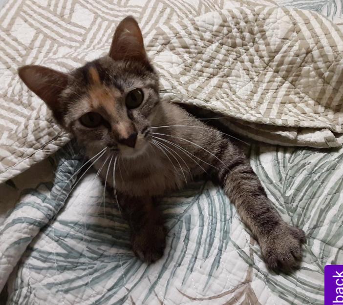 Enlarge Hope, a Adoptable Domestic Short Hair in Owatonna, MN image 4/5