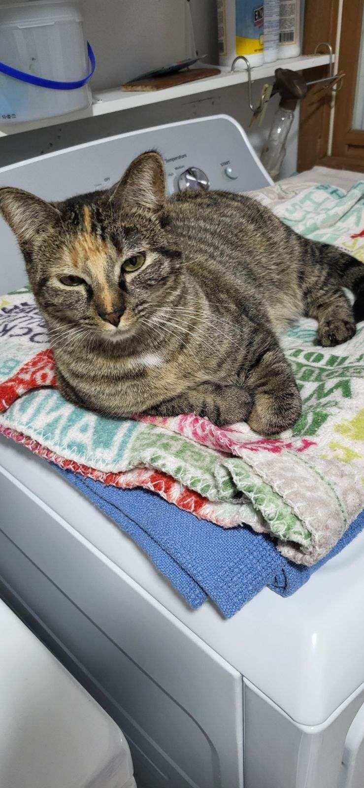 Hope, Adoptable, Adult Female Domestic Short Hair.