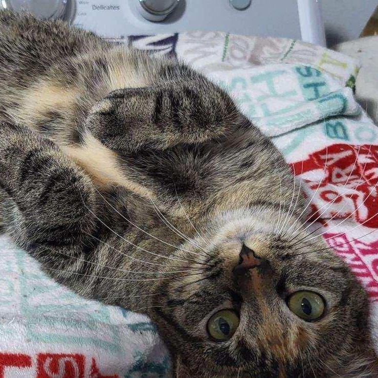 Enlarge Hope, a Adoptable Domestic Short Hair in Owatonna, MN image 5/5