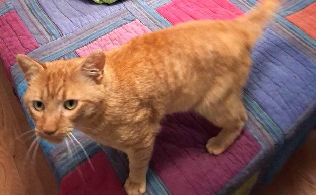 Enlarge Serrano, a Adoptable Tabby in Wasilla, AK image 1/1