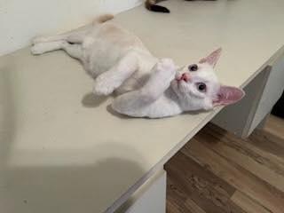 Finnegan, Adoptable, Young Male Domestic Short Hair.