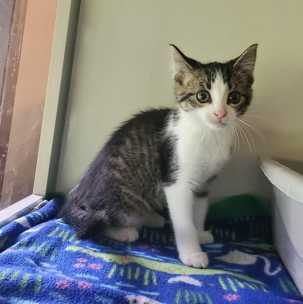 Enlarge Pandy, an adopted Domestic Short Hair in Hutchinson, MN image 1/2