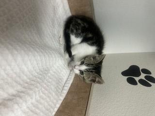 Enlarge DAVE, a Adoptable Domestic Short Hair in Norco, CA image 1/1