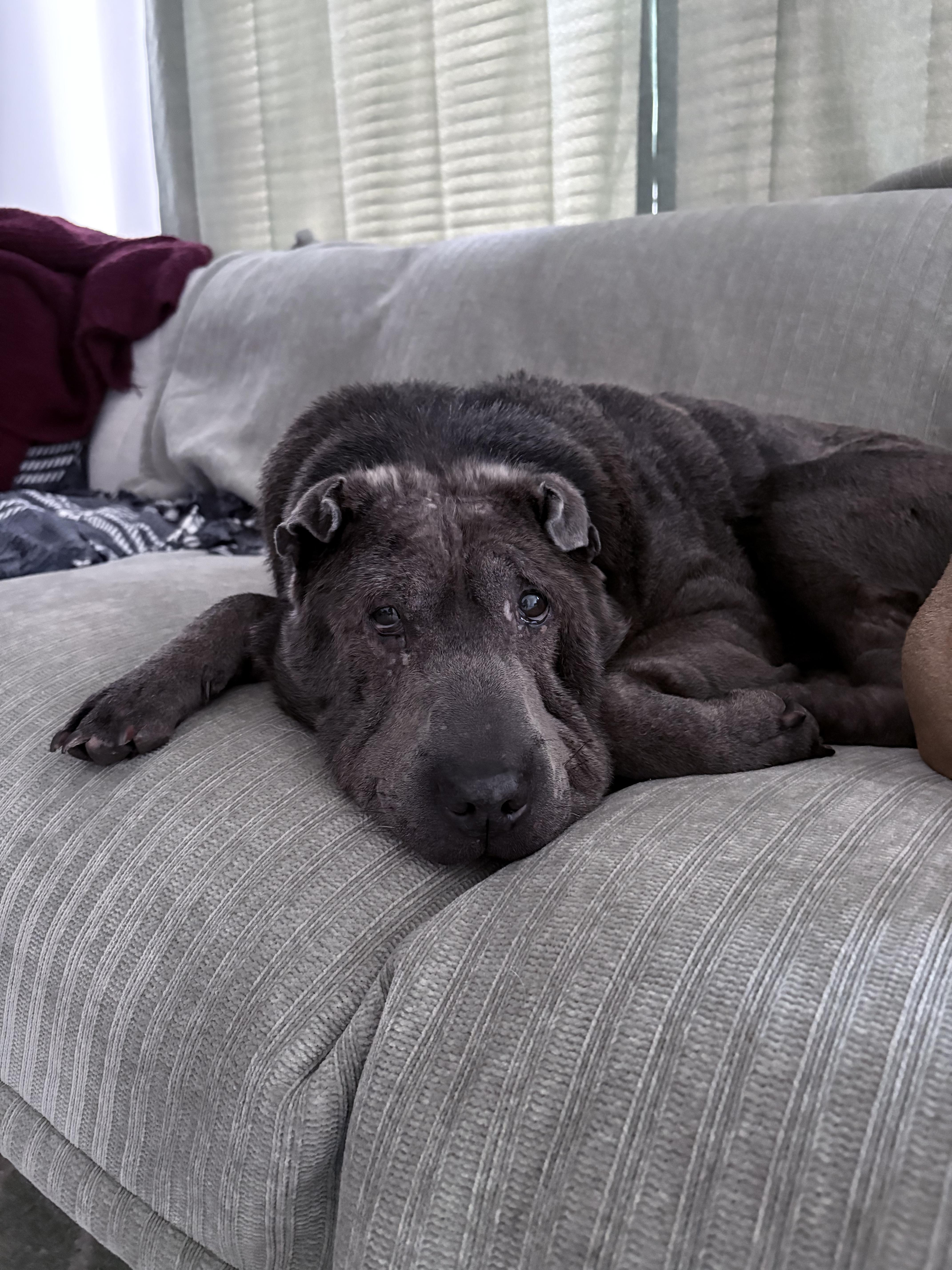 Enlarge Thor (bonded to Raven), a Adoptable Shar-Pei in Roy, UT image 4/6