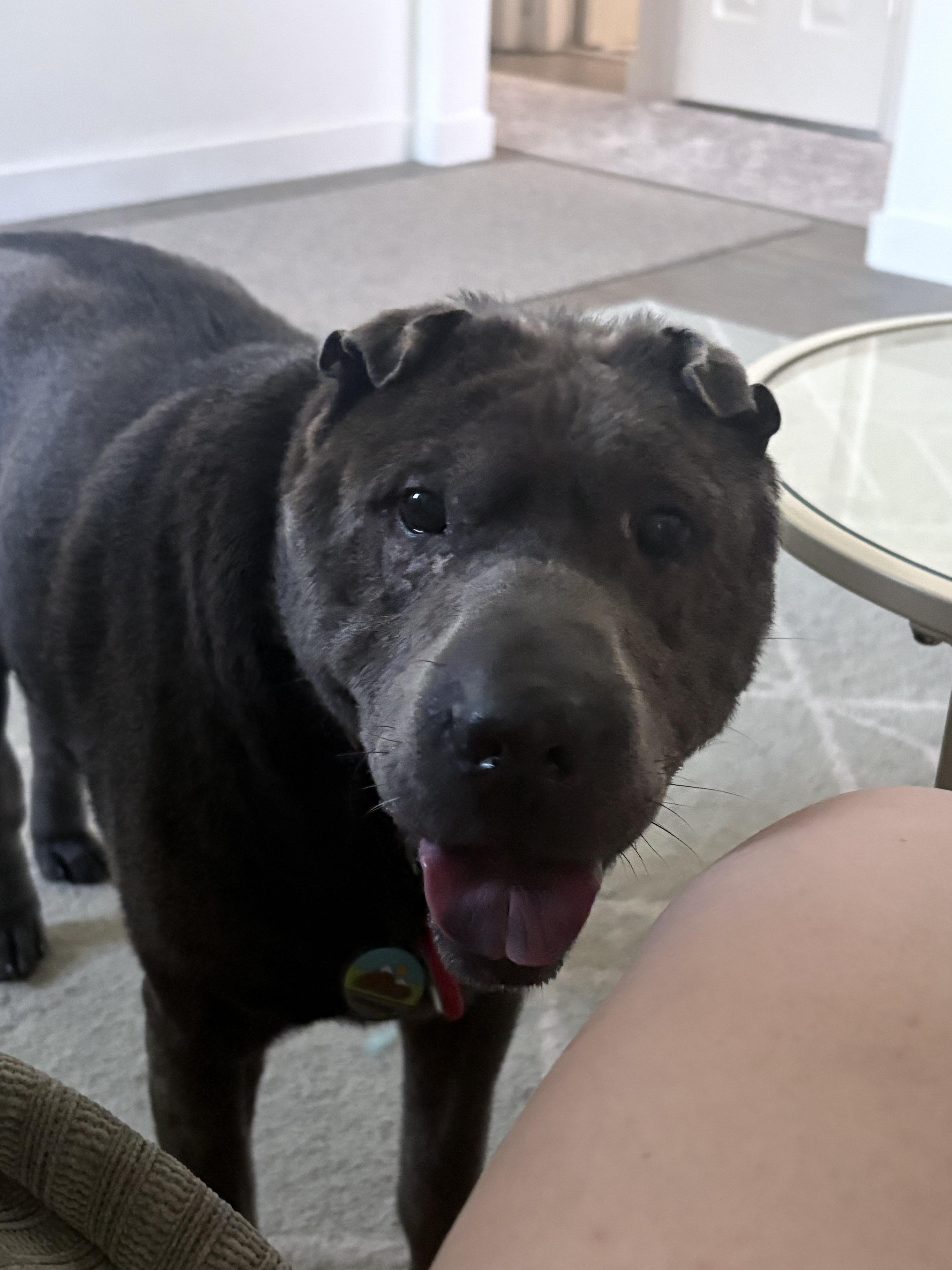 Enlarge Thor (bonded to Raven), a Adoptable Shar-Pei in Roy, UT image 5/6