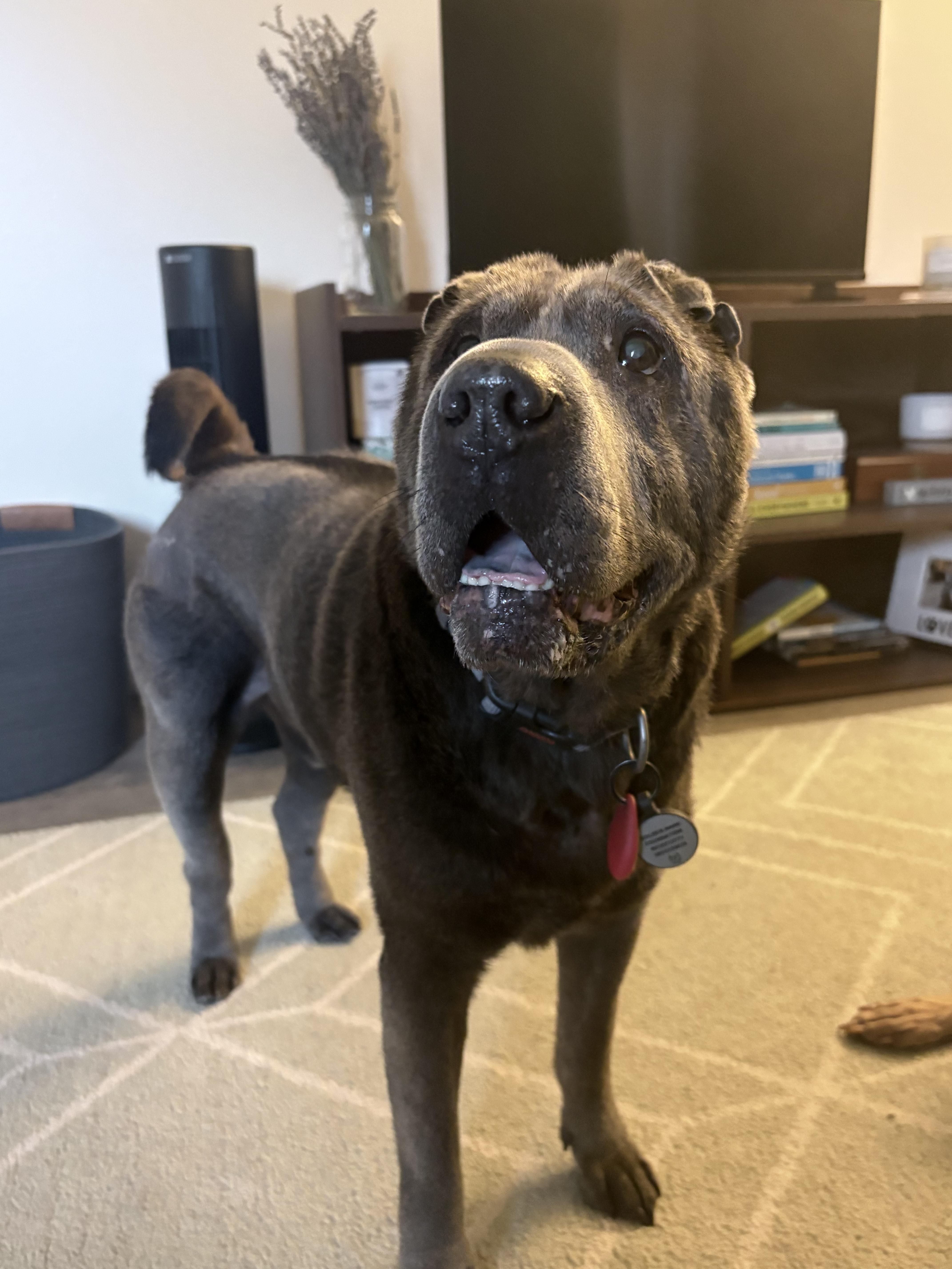 Enlarge Thor (bonded to Raven), a Adoptable Shar-Pei in Roy, UT image 1/6