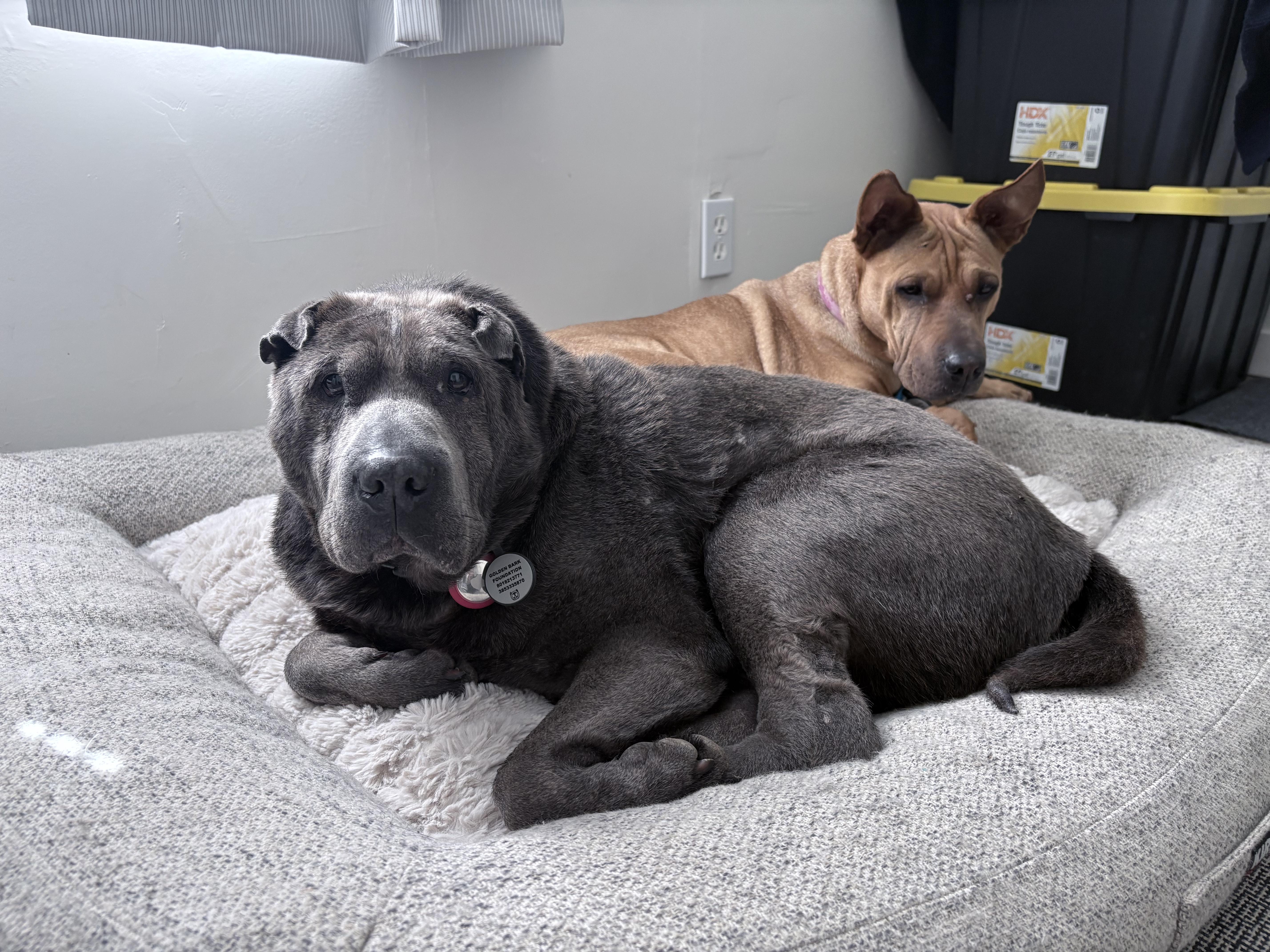 Enlarge Thor (bonded to Raven), a Adoptable Shar-Pei in Roy, UT image 6/6