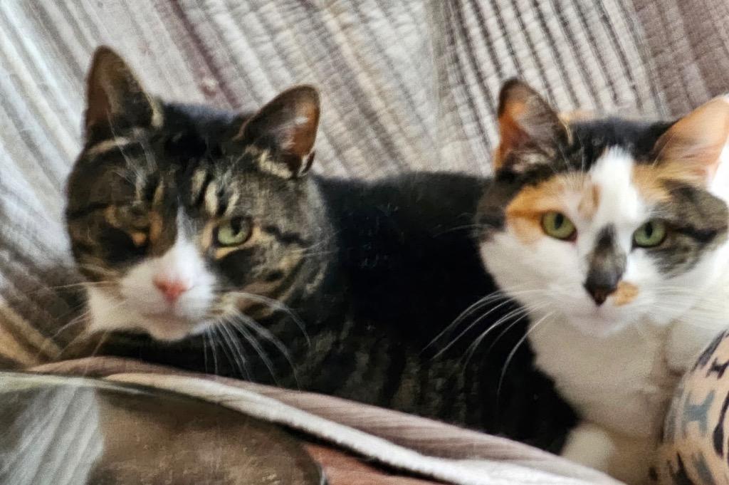 Reeses, Adoptable, Senior Female Domestic Short Hair.