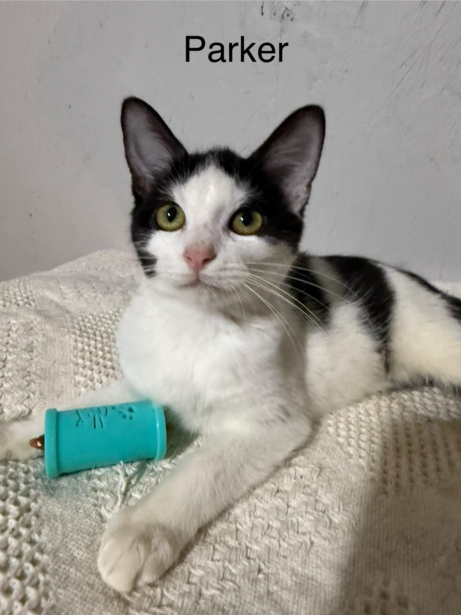 Parker , ADOPTABLE, Young Male Domestic Short Hair.