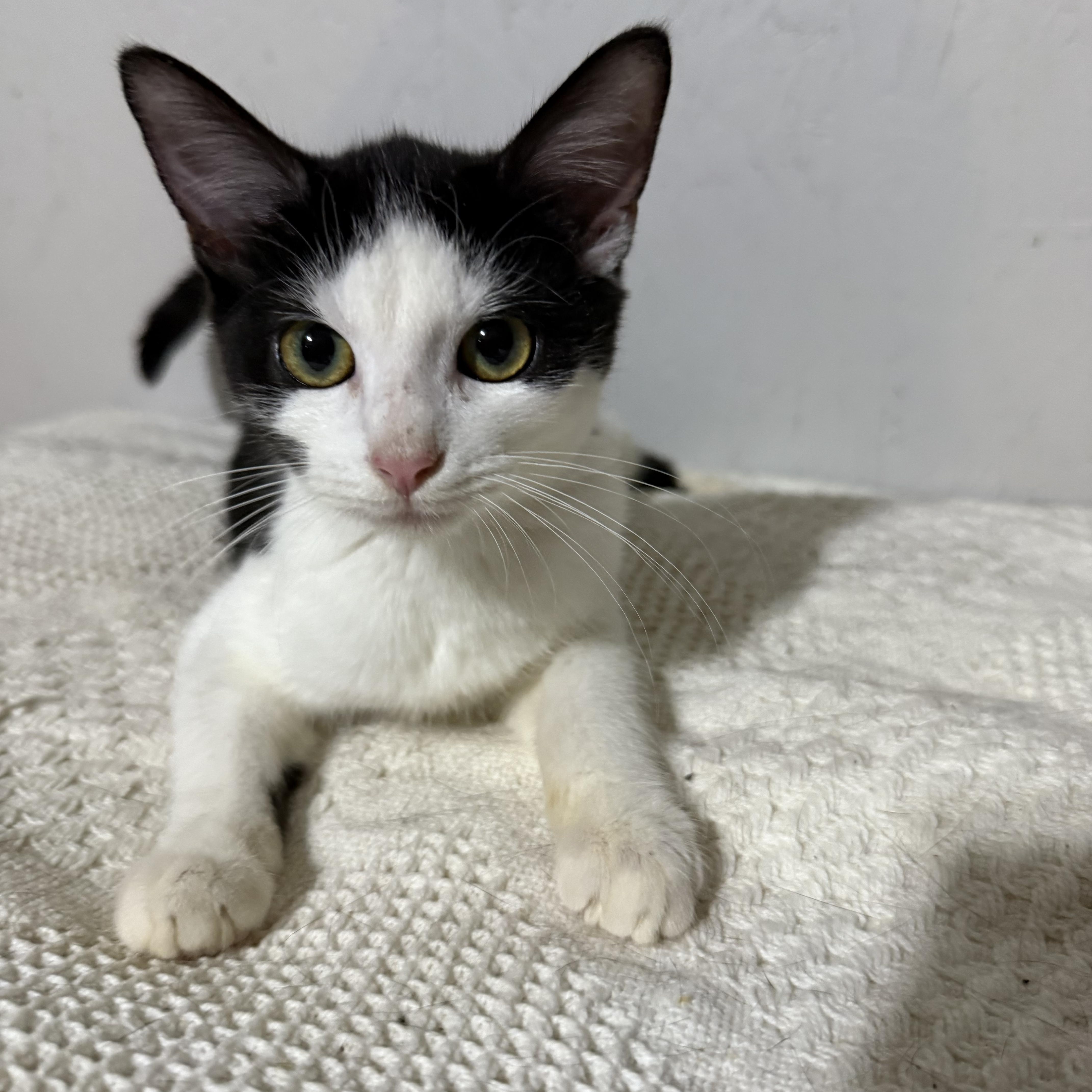 Parker , a ADOPTABLE Domestic Short Hair in Newton, IL image 2/5