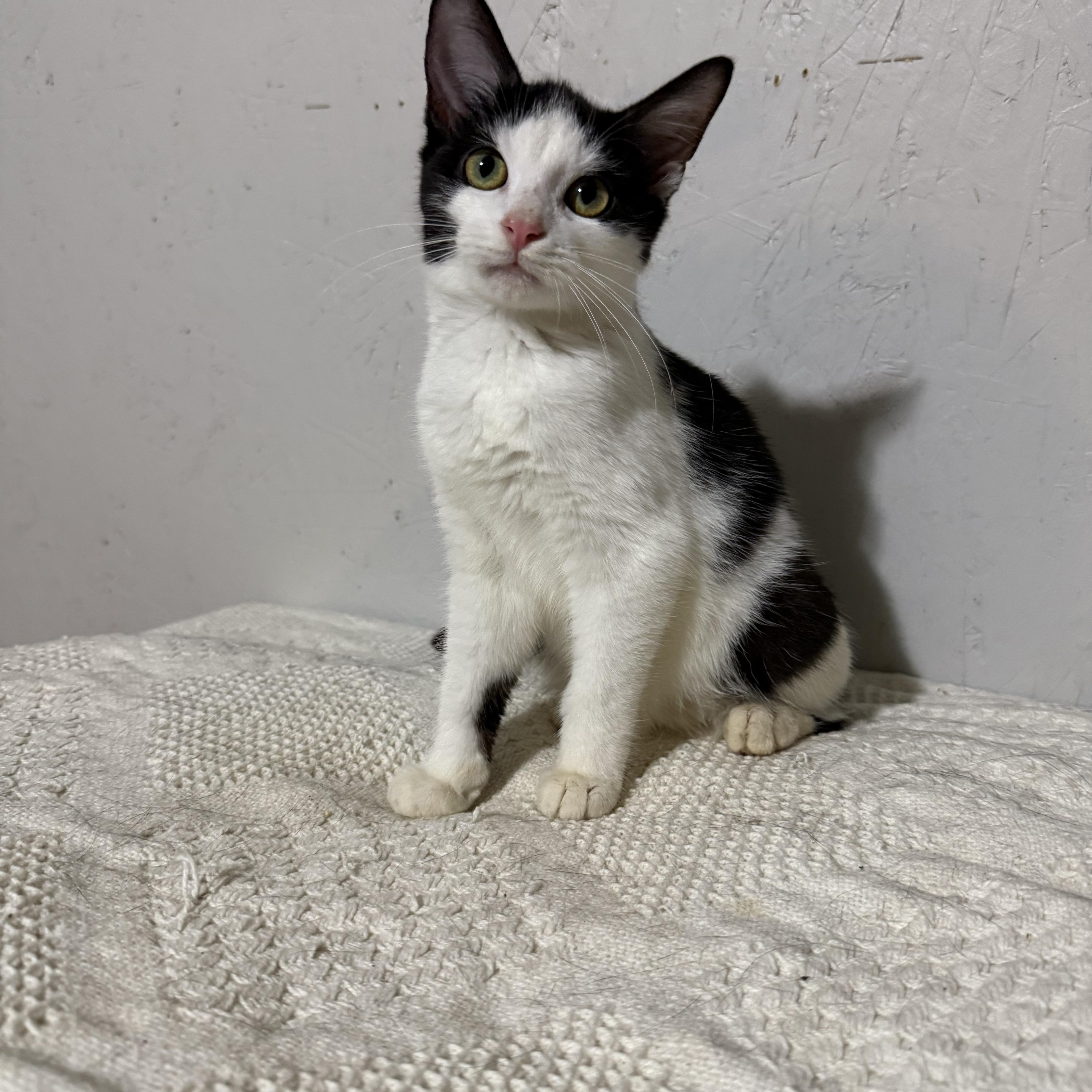 Parker , a ADOPTABLE Domestic Short Hair in Newton, IL image 3/5