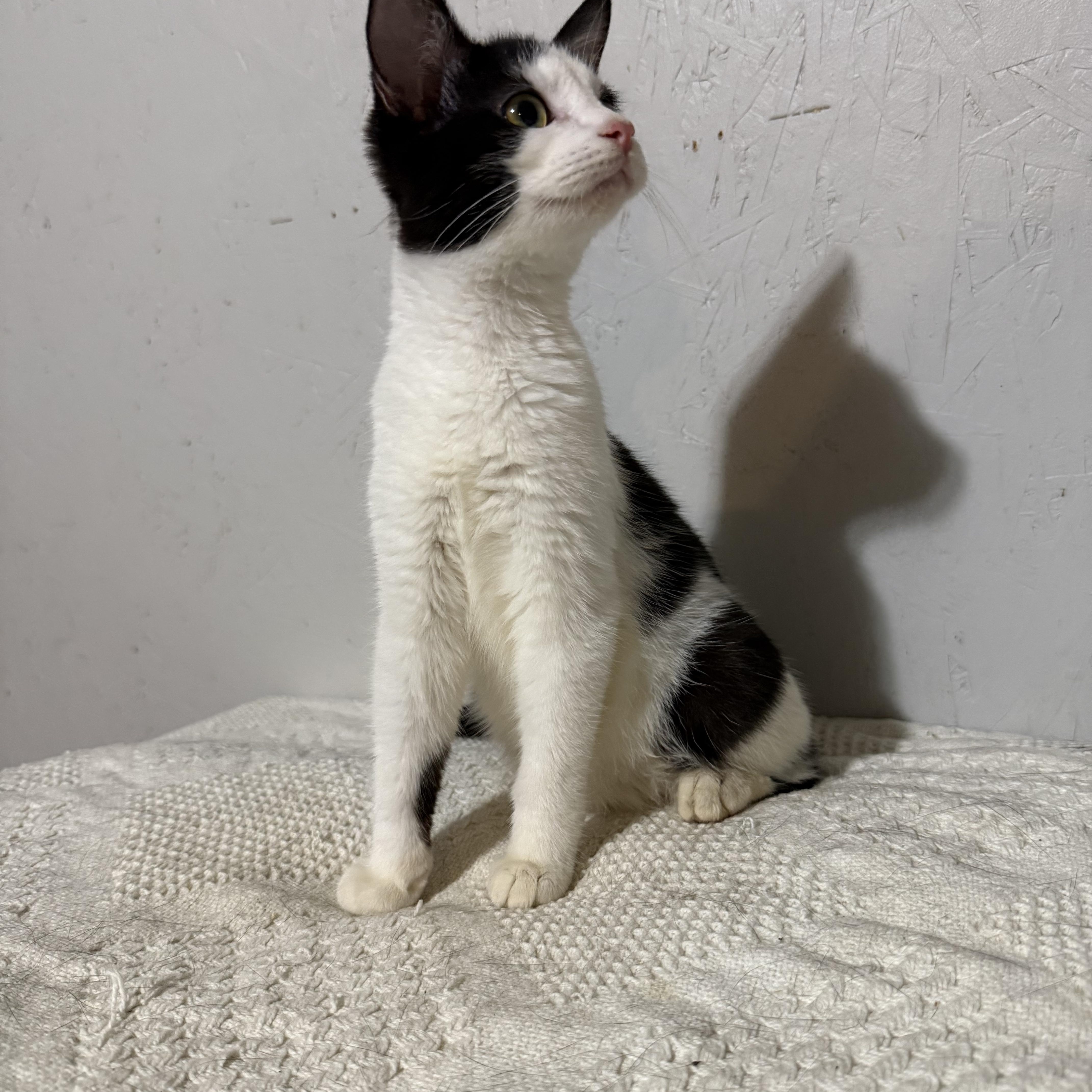 Parker , a ADOPTABLE Domestic Short Hair in Newton, IL image 4/5