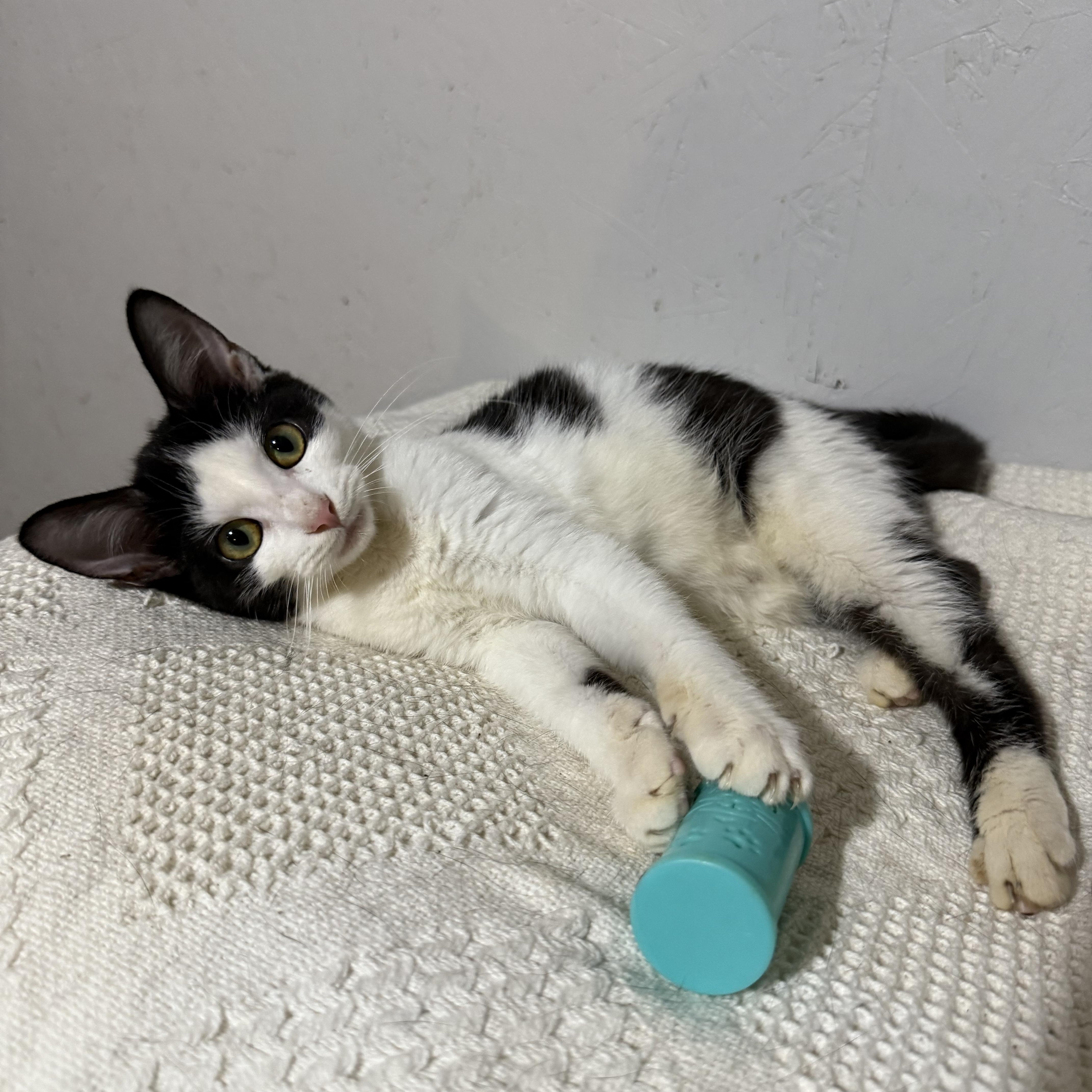 Parker , a ADOPTABLE Domestic Short Hair in Newton, IL image 5/5