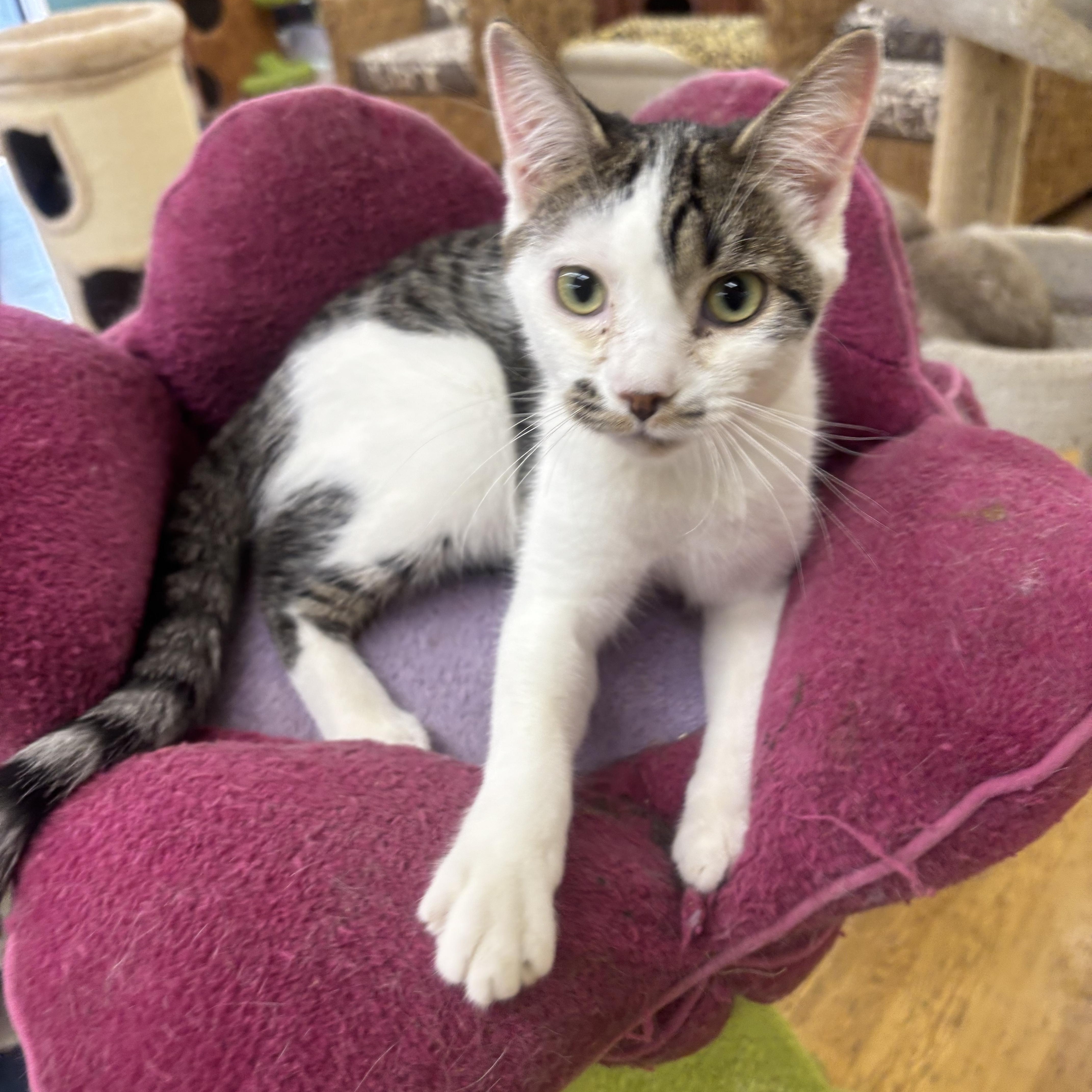 Bandit, a Adoptable Domestic Short Hair in Whittier, CA image 3/6