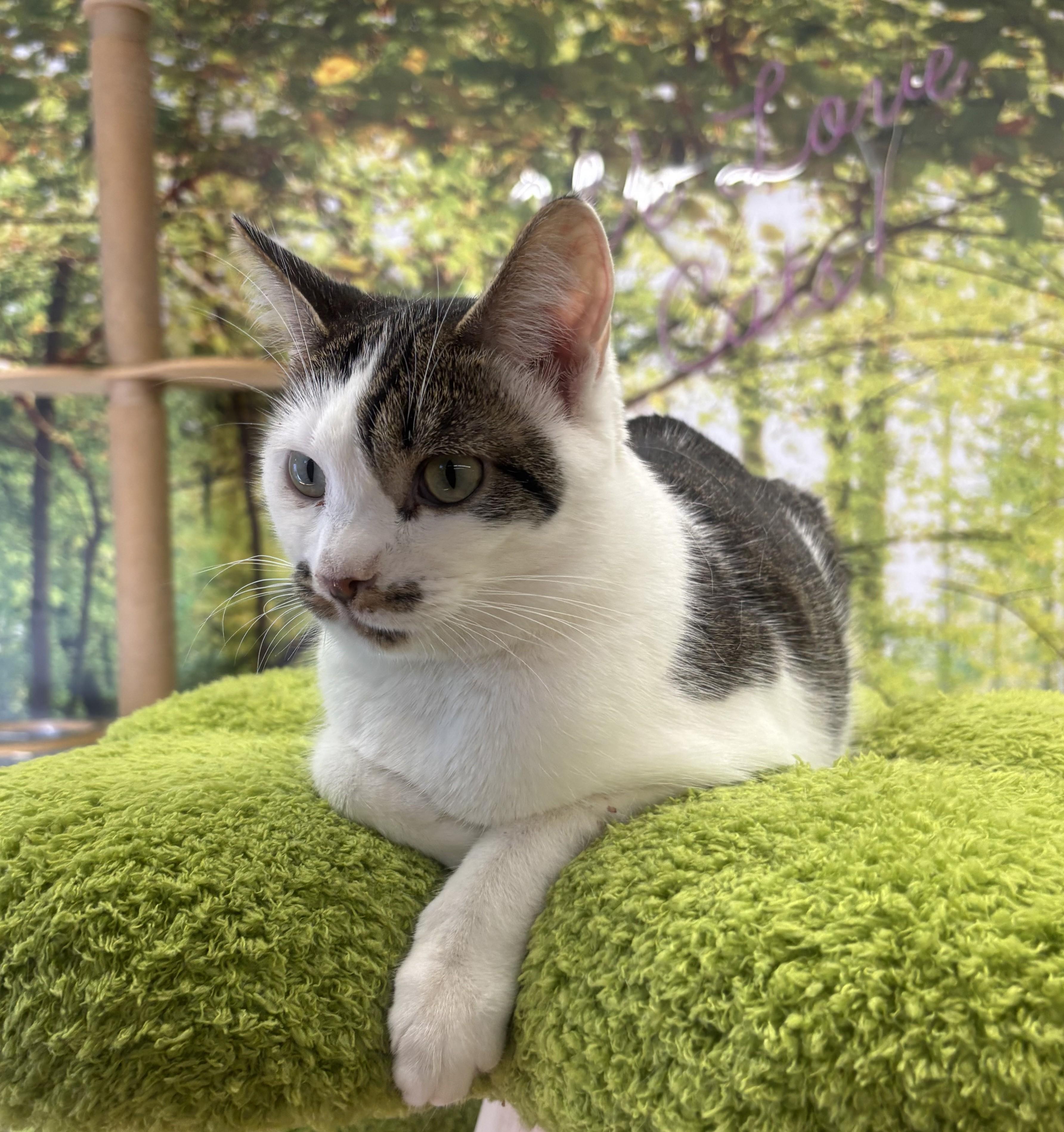 Bandit, a Adoptable Domestic Short Hair in Whittier, CA image 4/6