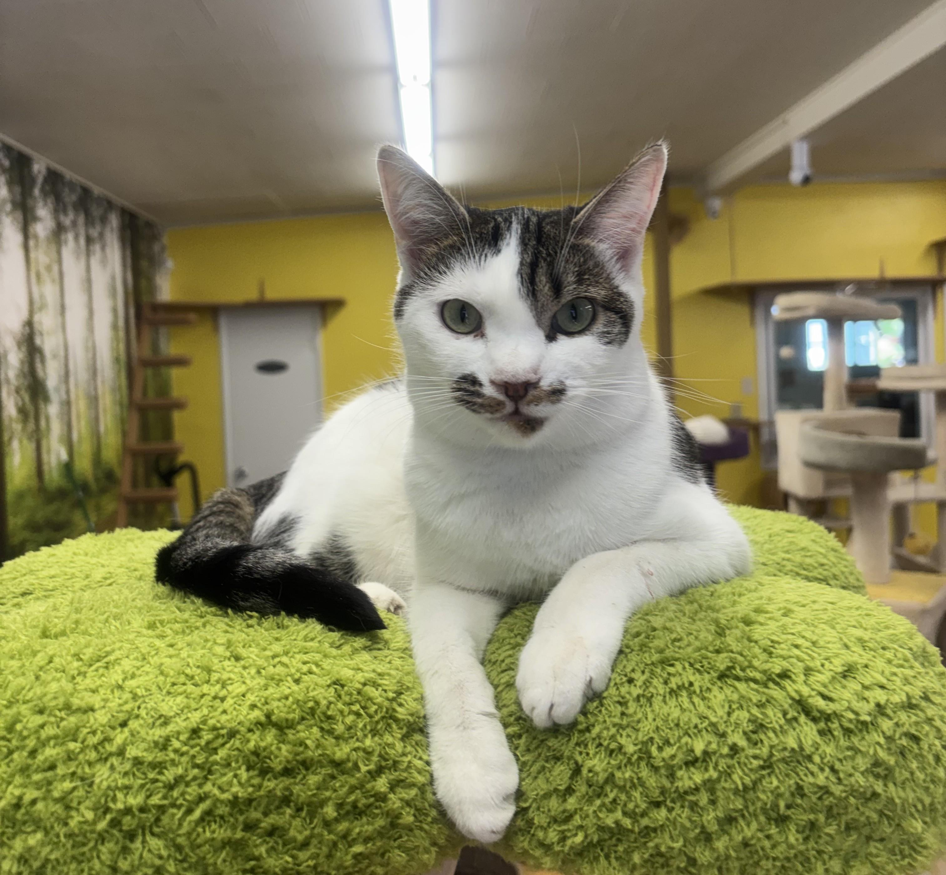 Bandit, Adoptable, Young Male Domestic Short Hair.