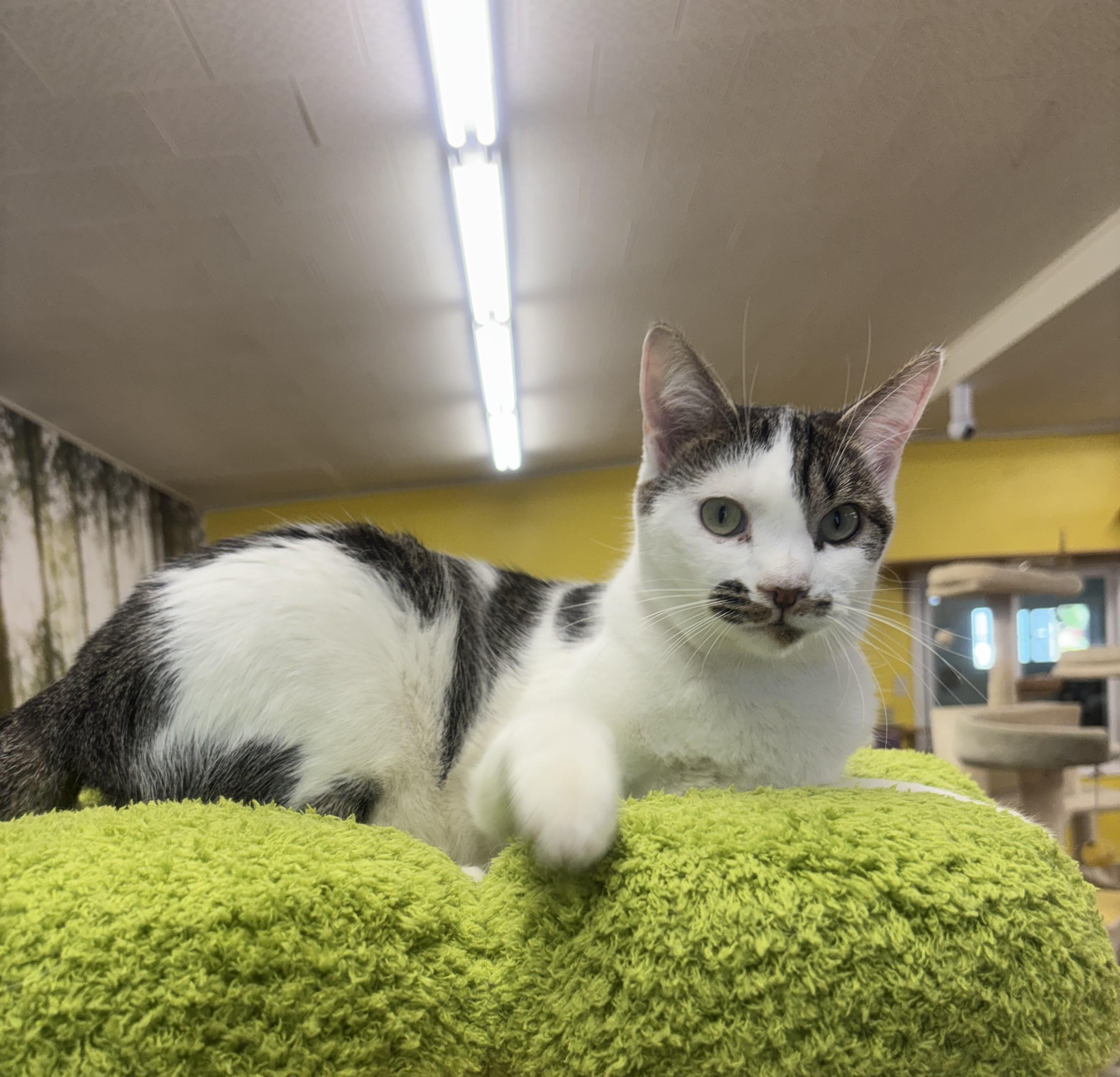Bandit, a Adoptable Domestic Short Hair in Whittier, CA image 2/6