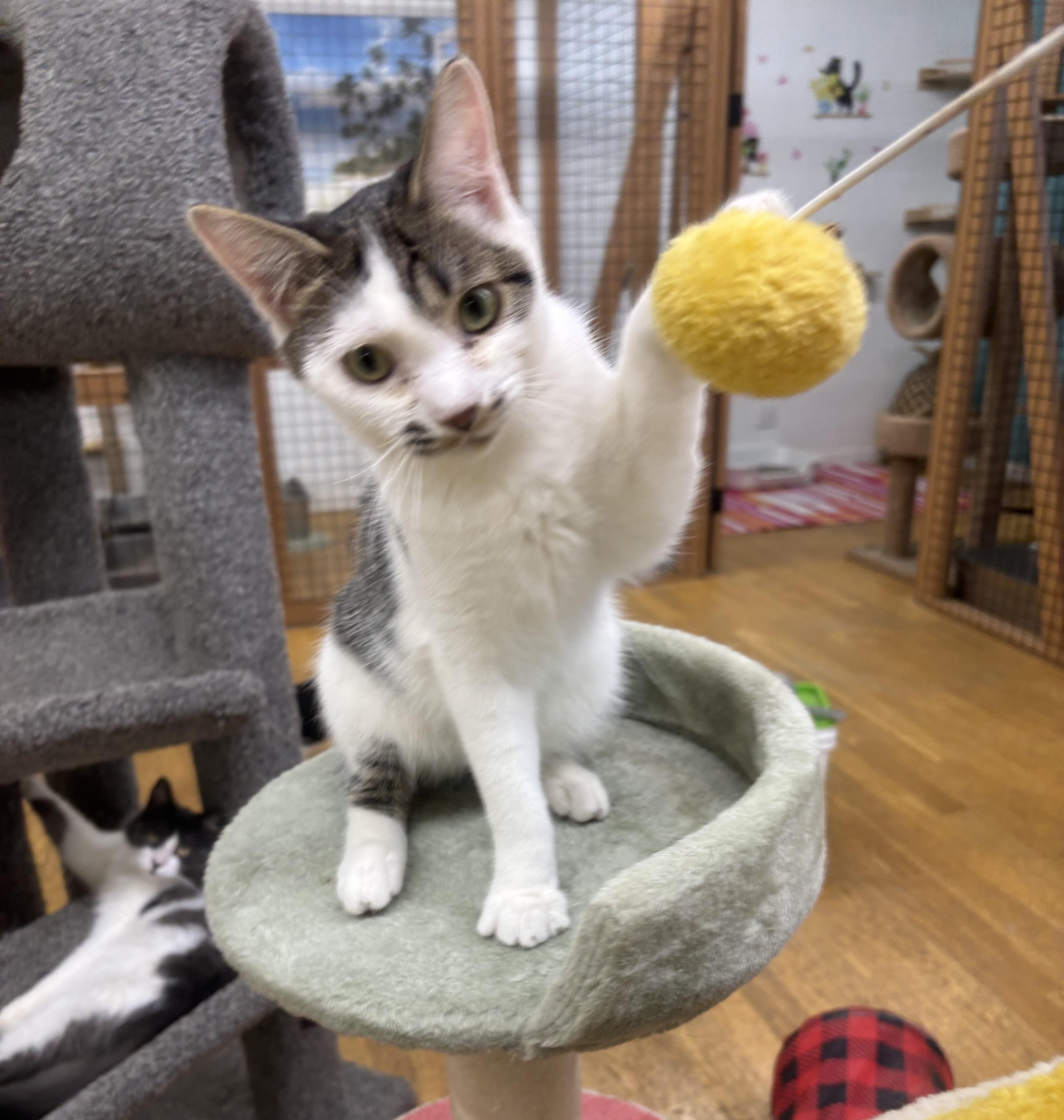 Bandit, a Adoptable Domestic Short Hair in Whittier, CA image 5/6