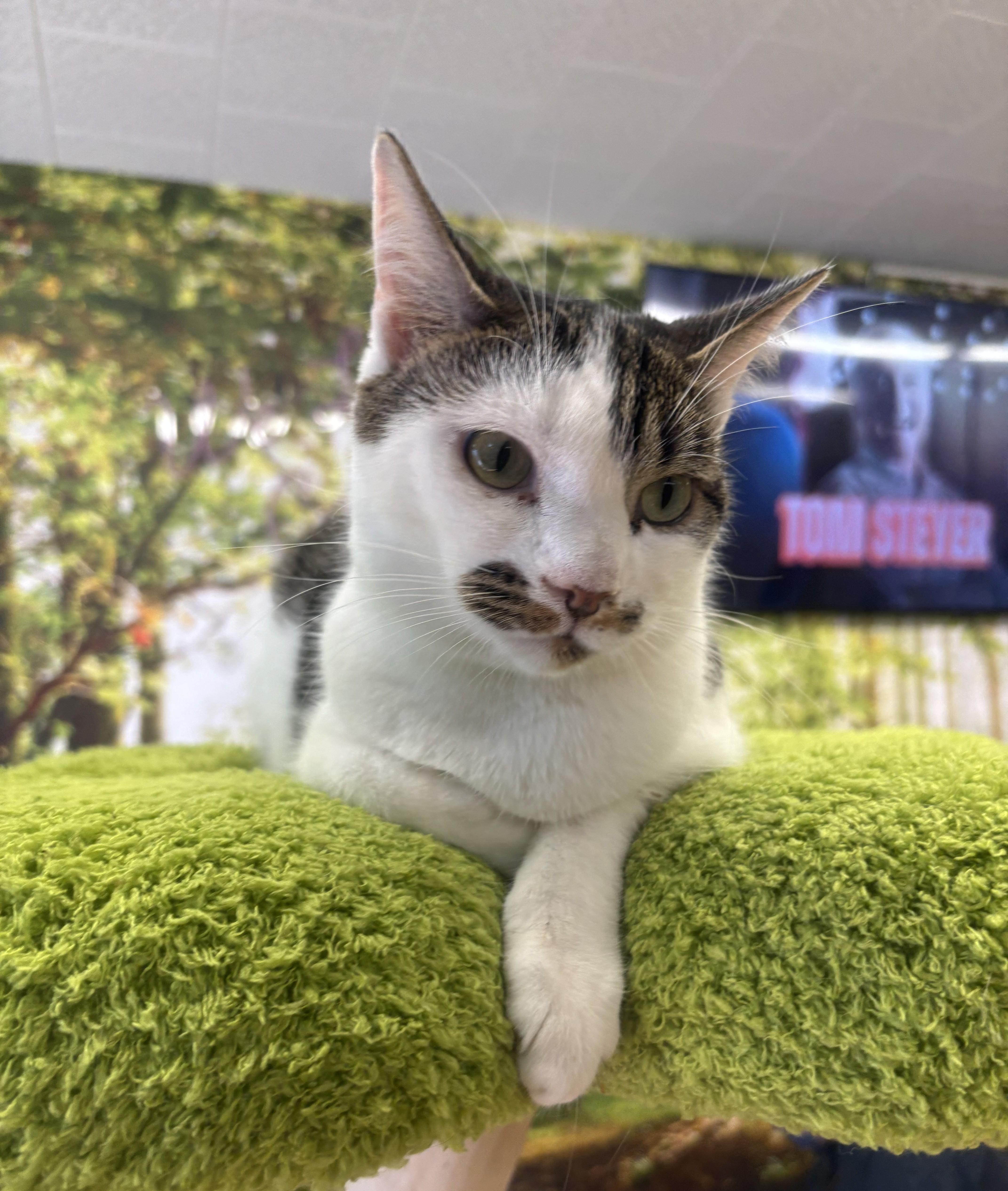 Bandit, a Adoptable Domestic Short Hair in Whittier, CA image 6/6