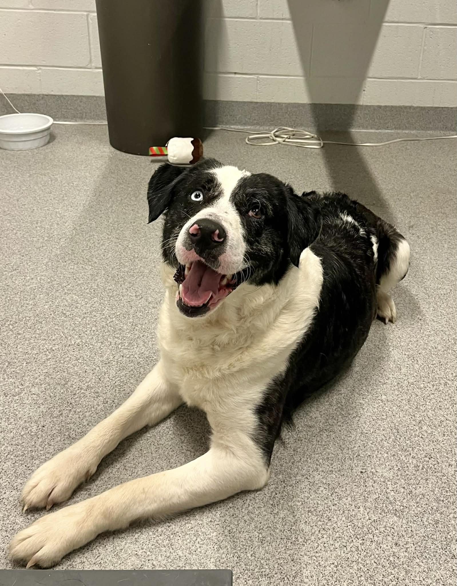 Enlarge Cosmo , an adopted mixed breed in Moundsville, WV image 1/1