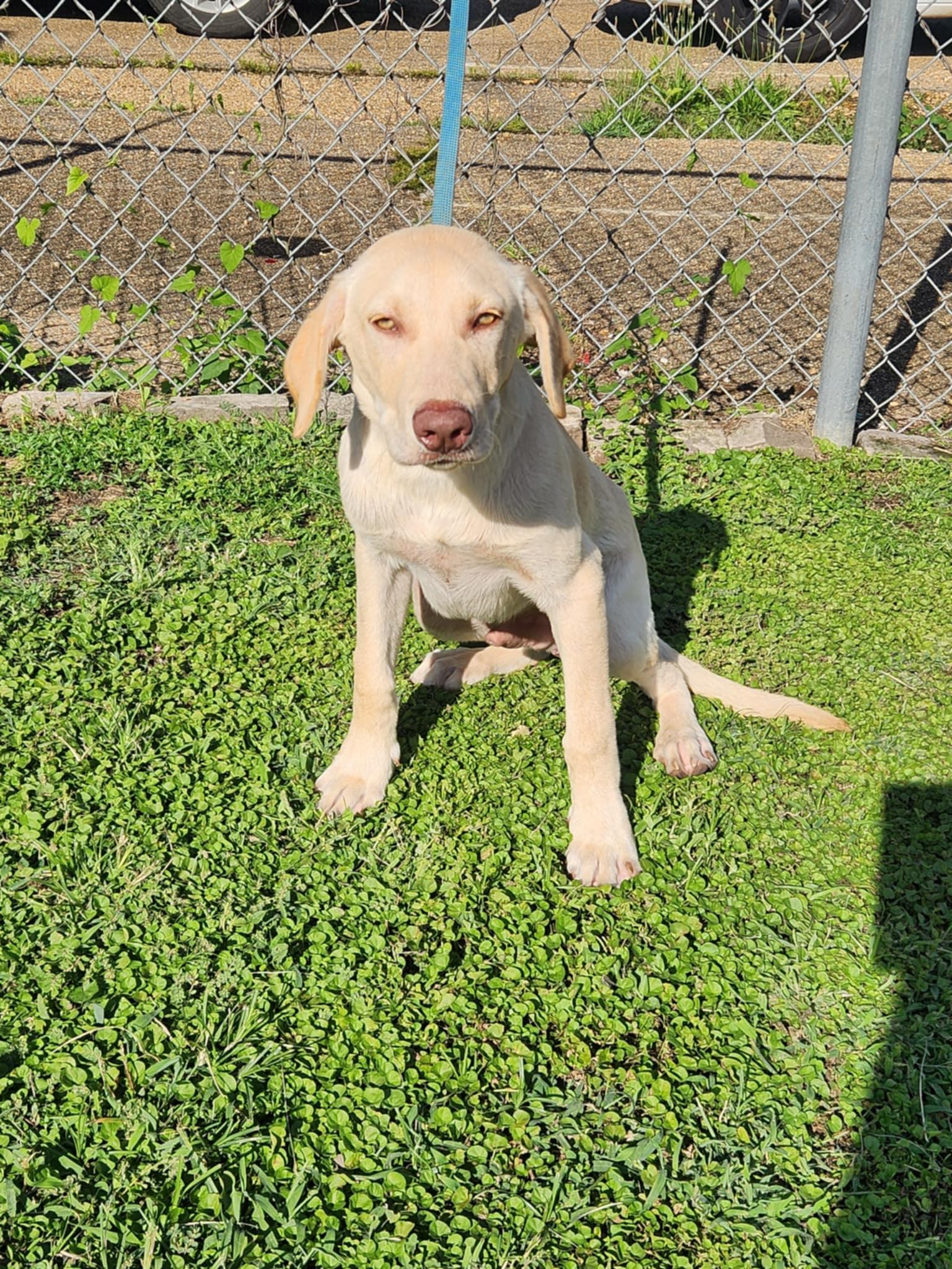 FOSTERS NEEDED!!