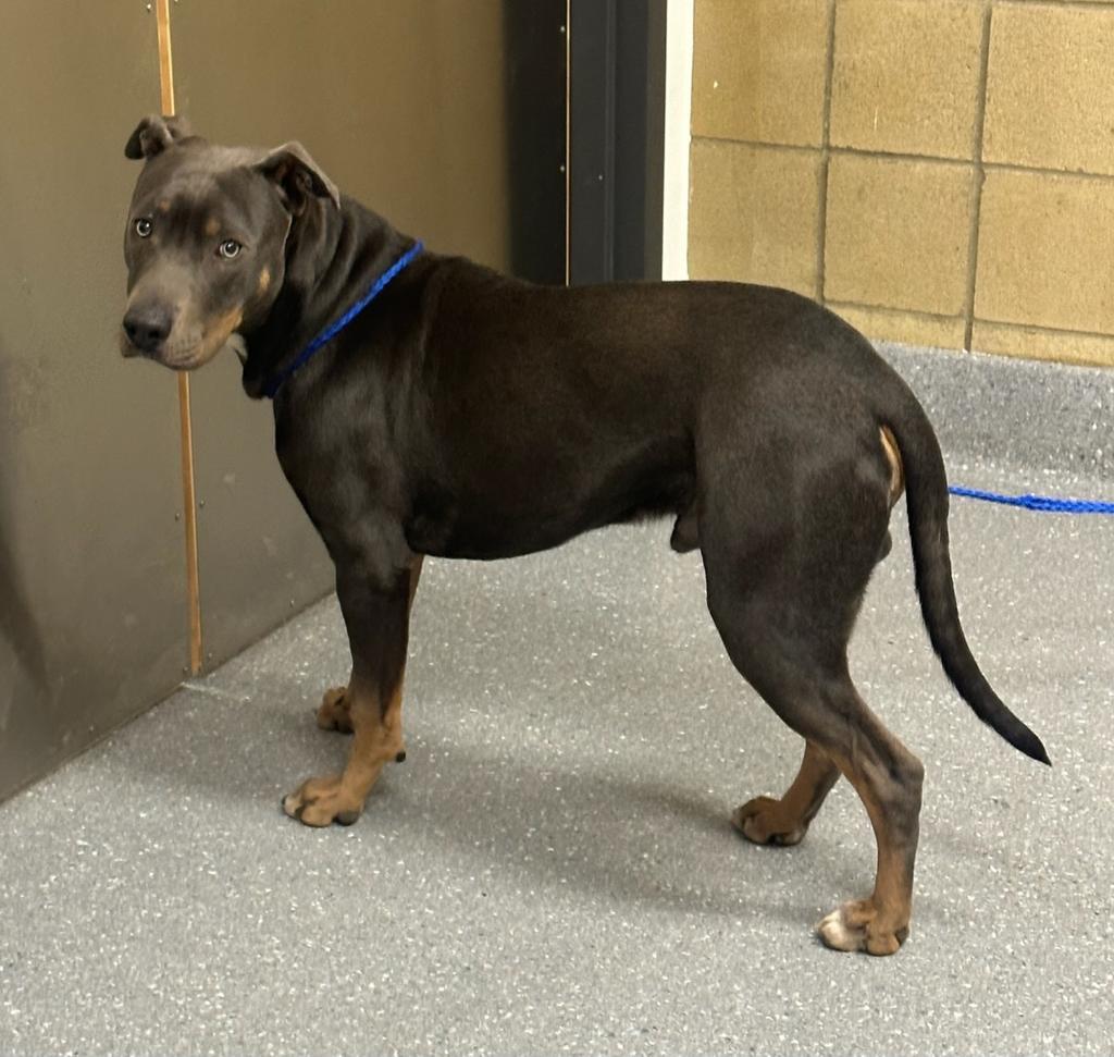 Connor, a Adoptable mixed breed in Greenfield, IN image 1/6