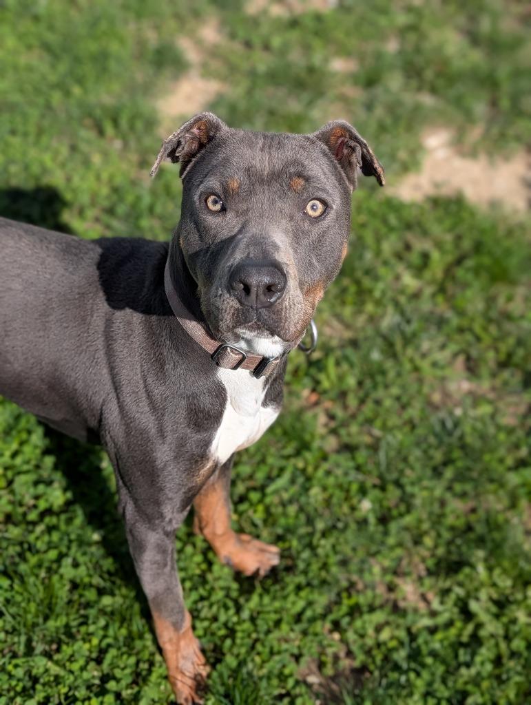 Connor, a Adoptable mixed breed in Greenfield, IN image 2/6